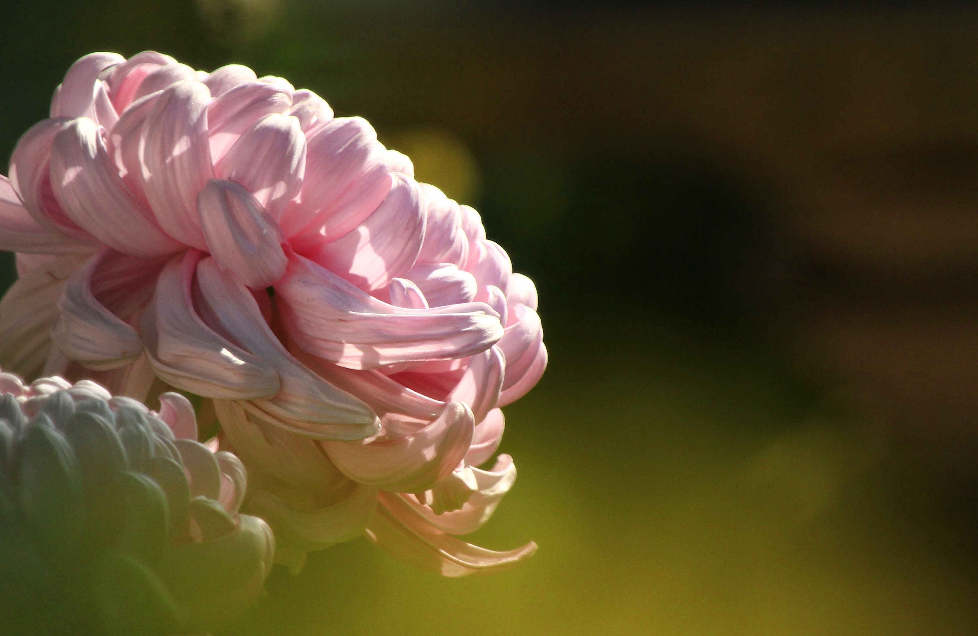 傲霜菊(摄影首发)