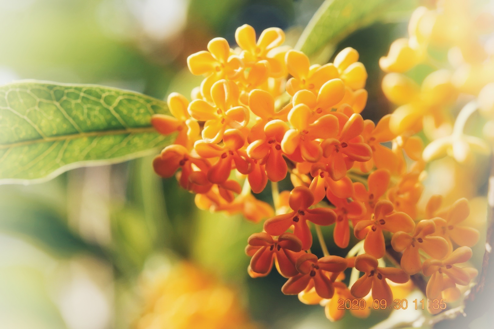 桂花成实向秋荣首发