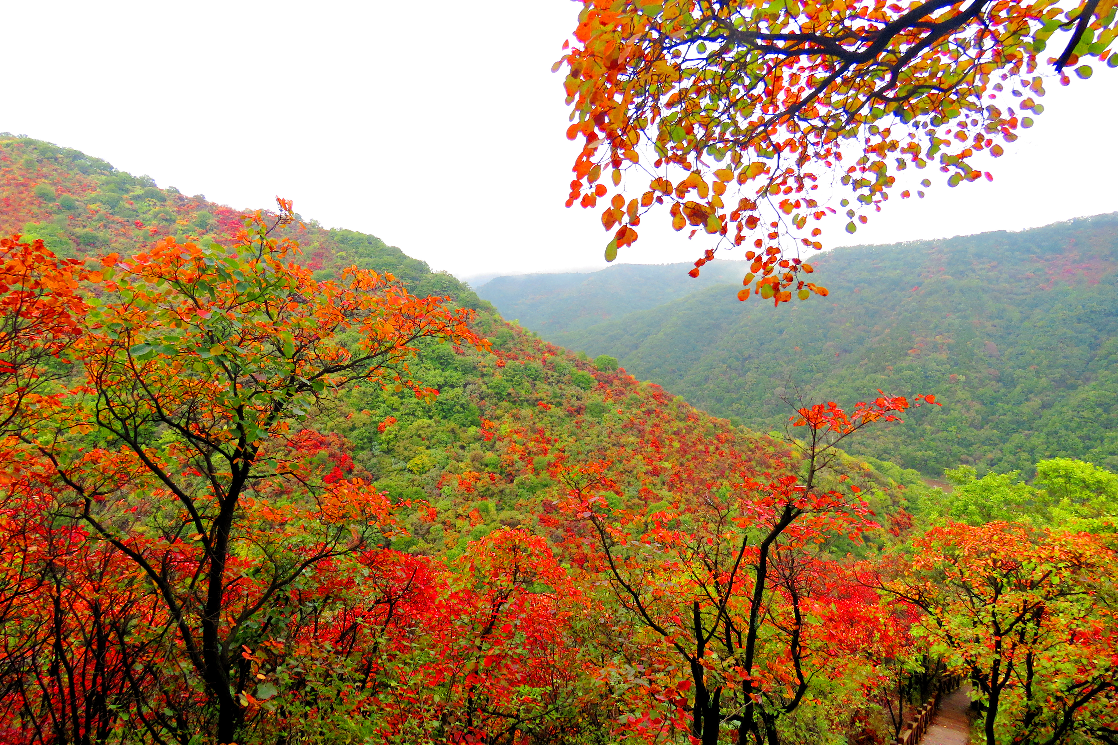 又见甘山舞红叶