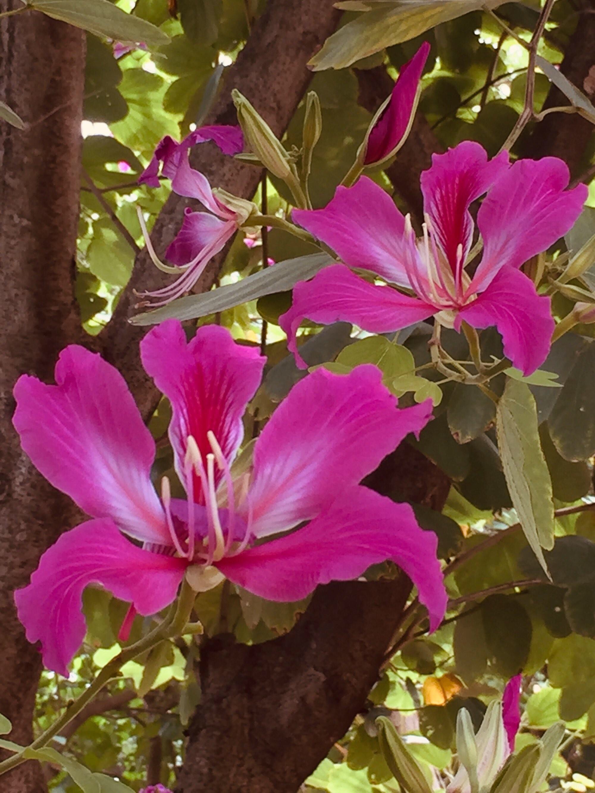 繁英满树紫荆花十月芳华令我夸