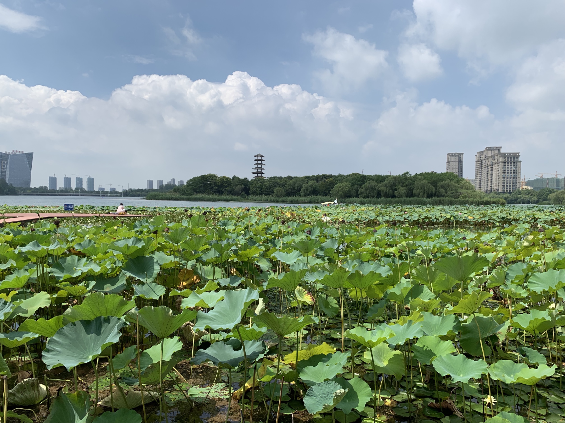 荷風夏韻暨陽湖