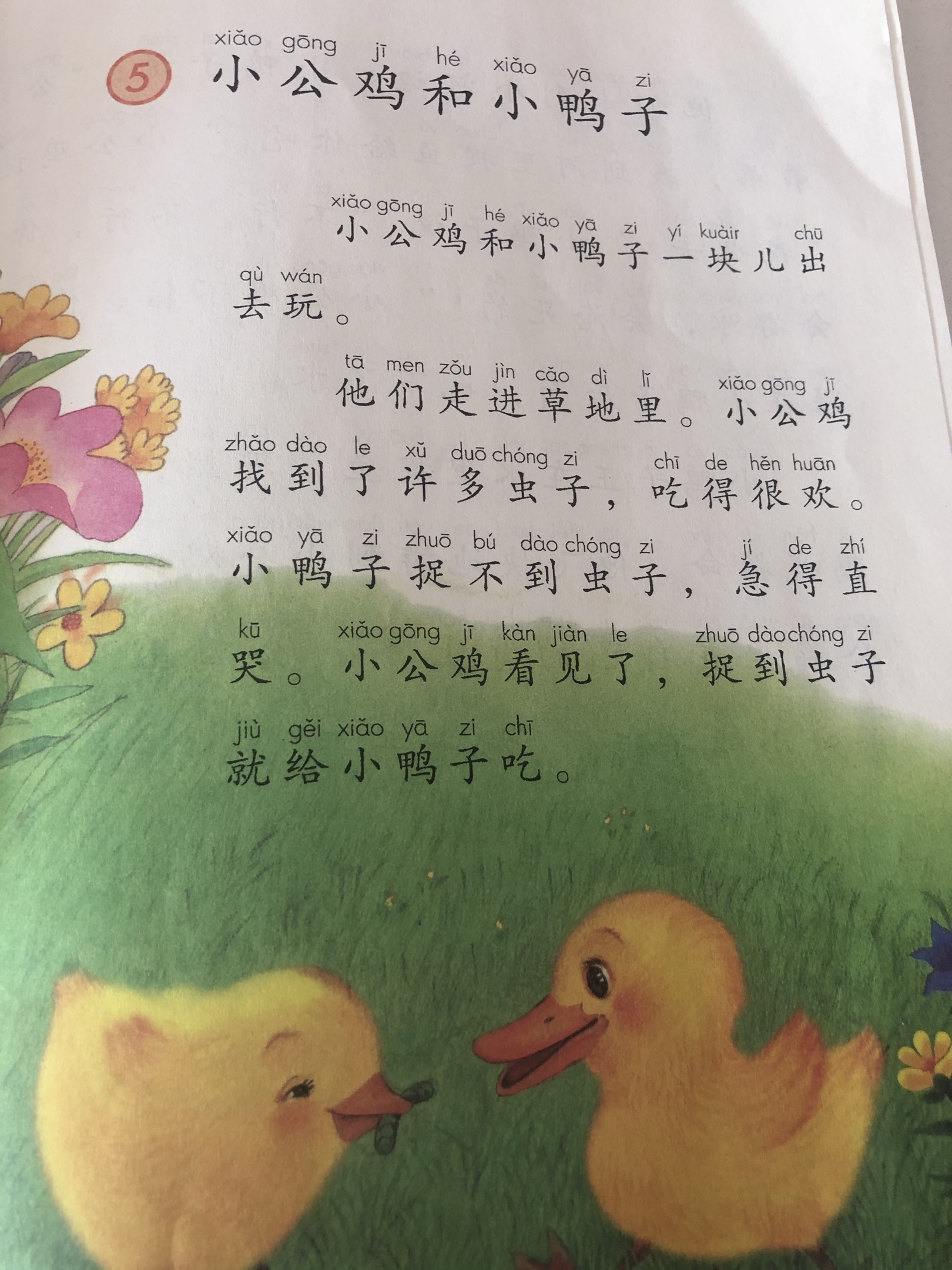 小公鸡和小鸭子课文图片