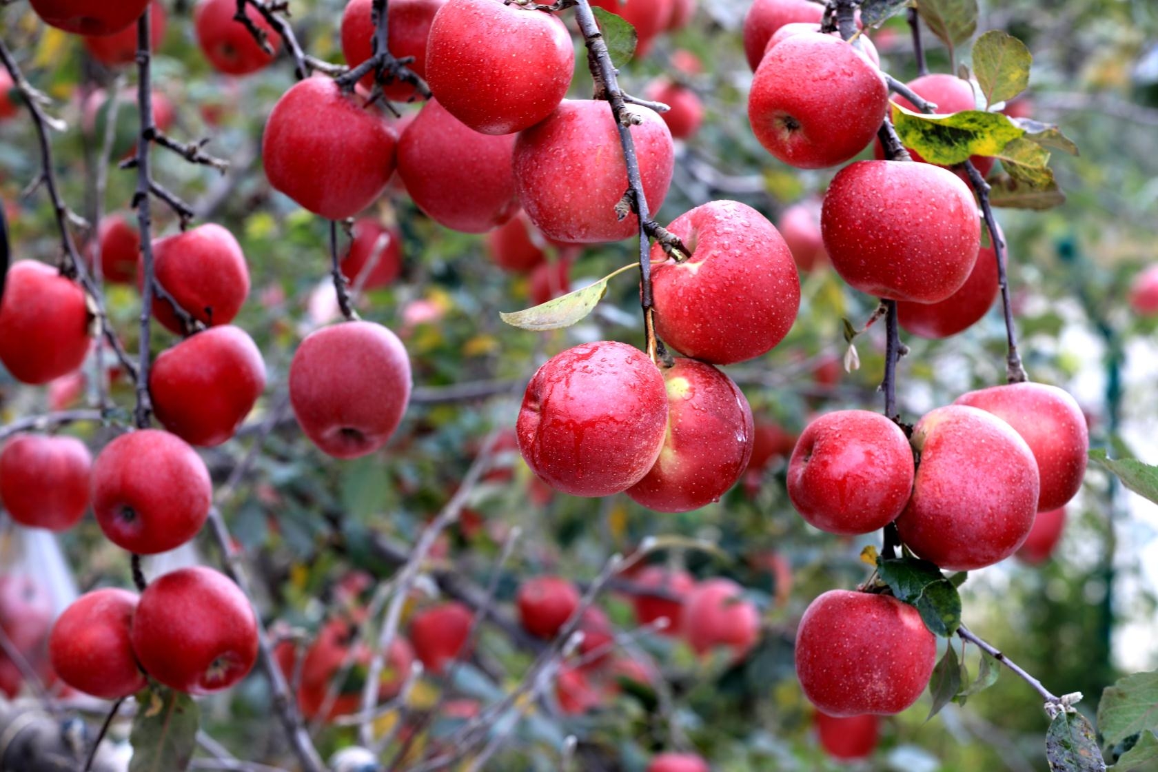 二仙坡上苹果红