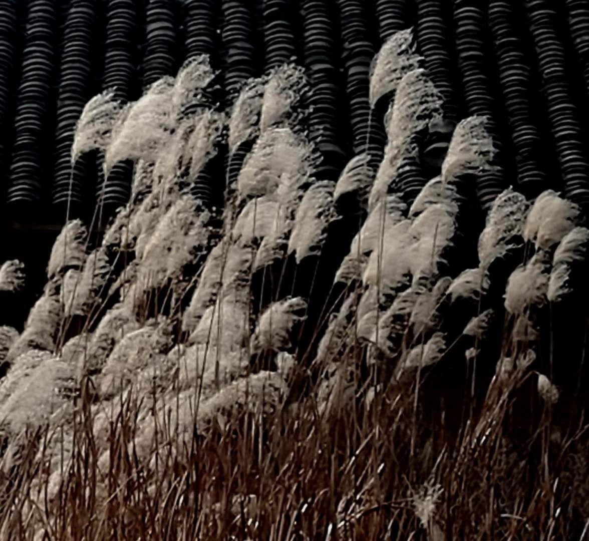 芦花残荷悲秋图