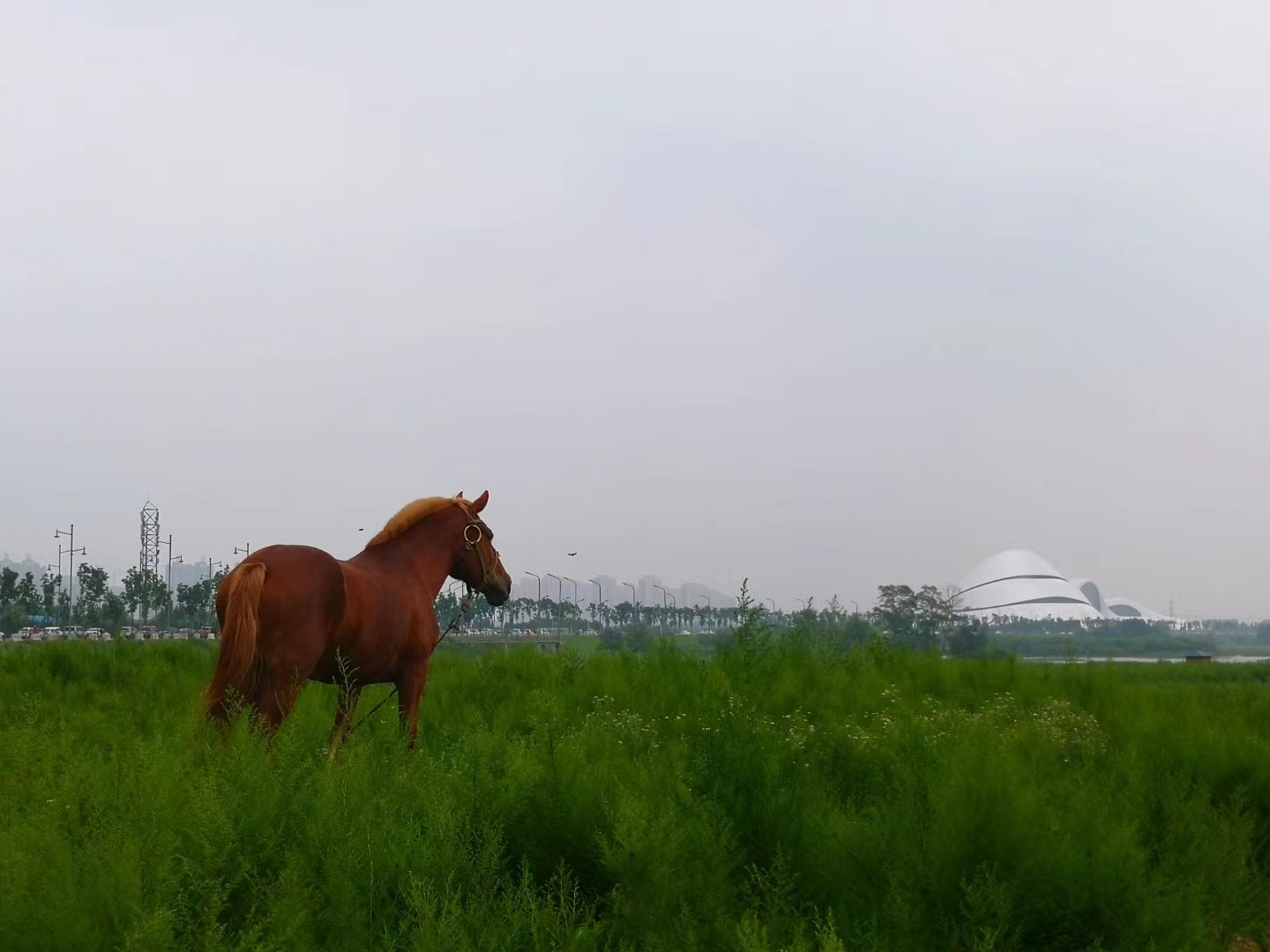《一匹马的灵魂》作者:朱成玉