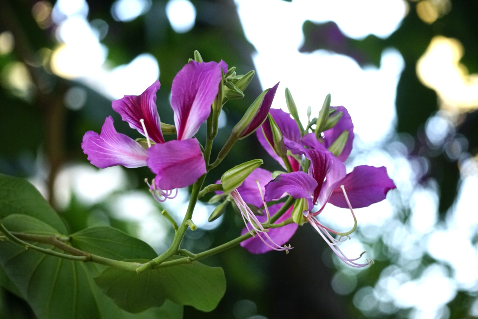 紫荆花的花冠图片图片