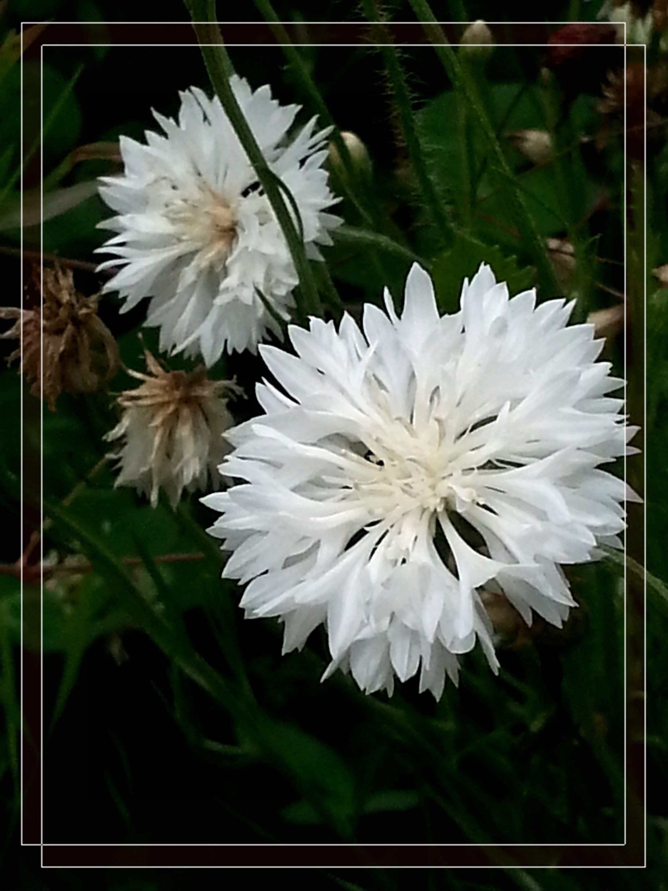 首发迷人的矢车菊二