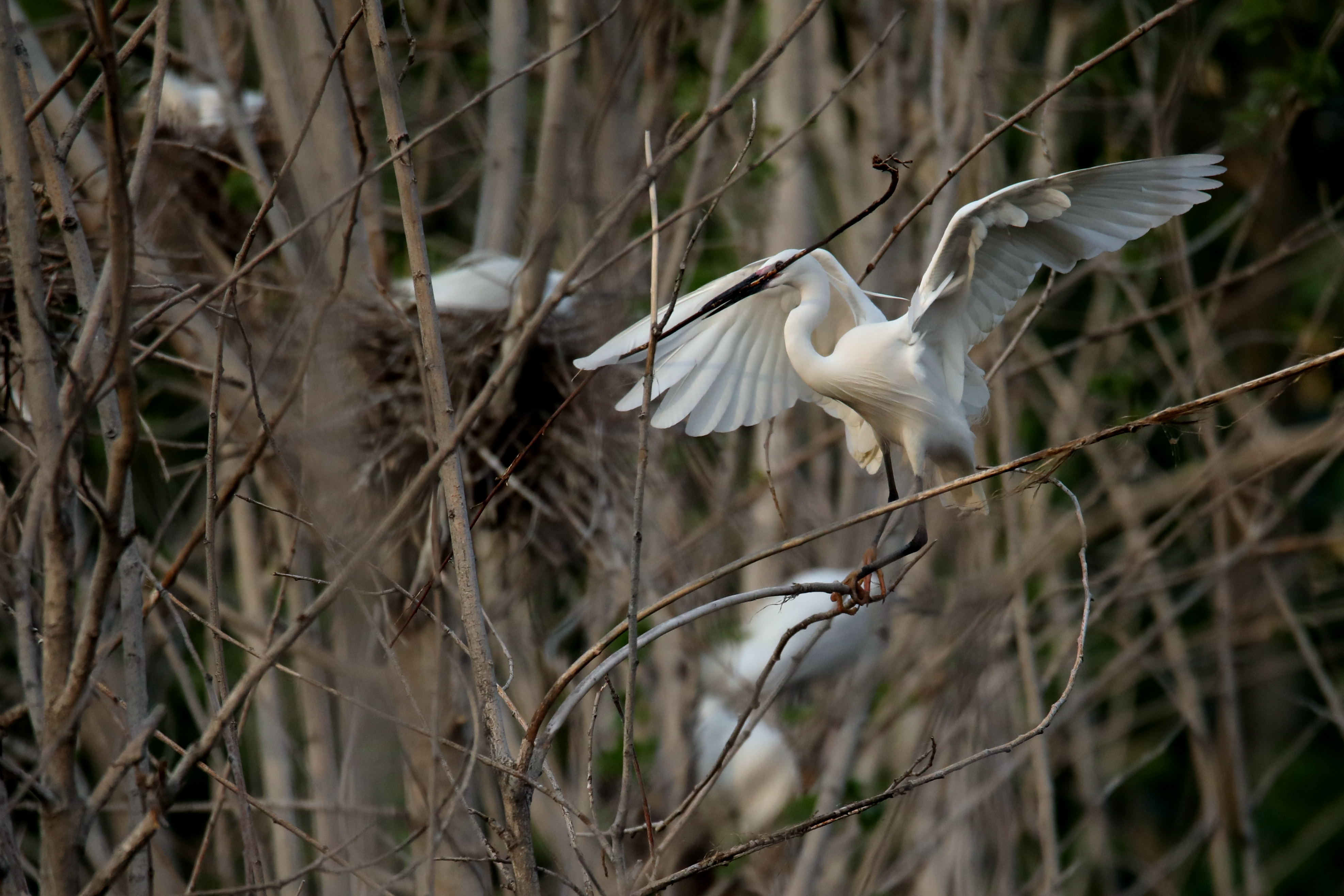春风吹皱一池水白鹭筑巢忙孵雏
