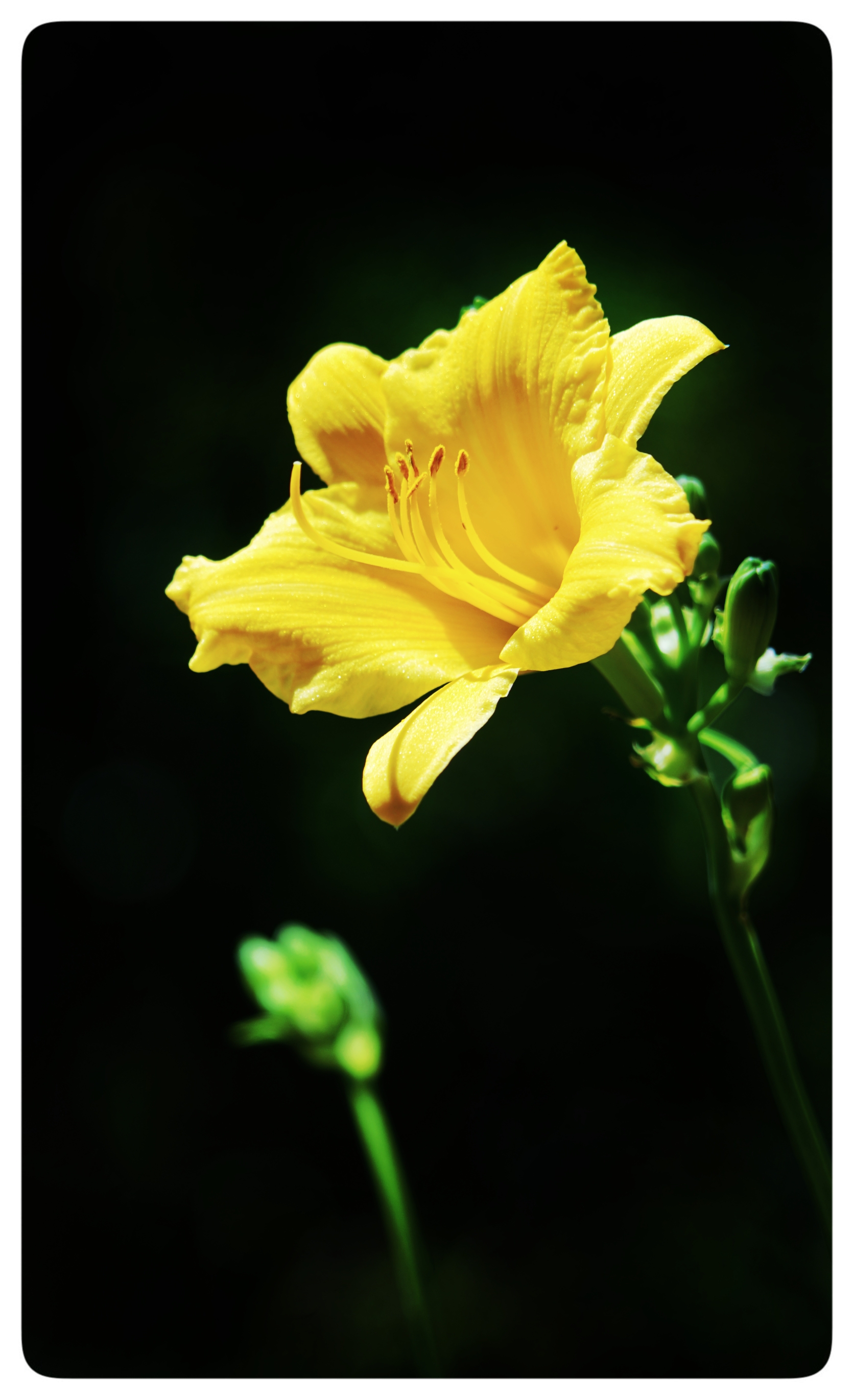 金黄金黄萱草花