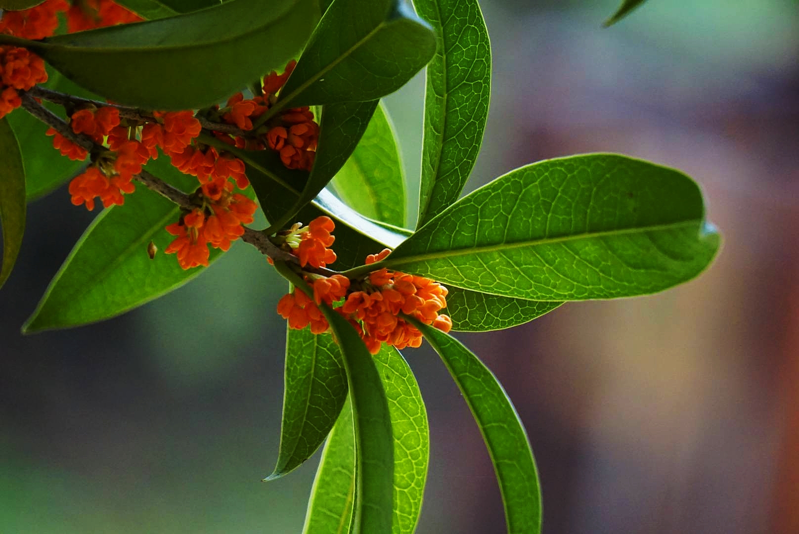 九月桂花香十里(首发)