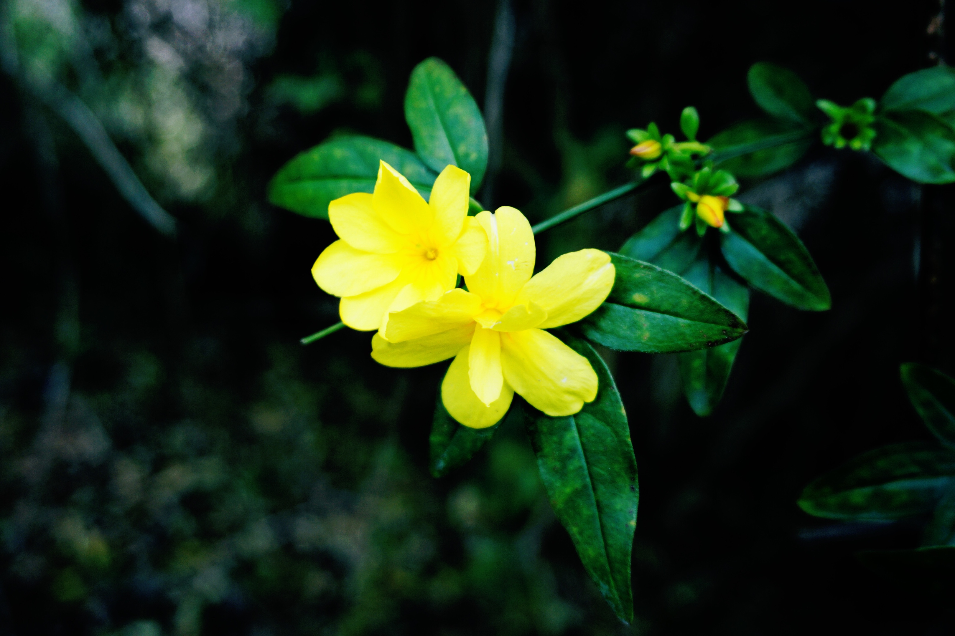 首发〗冬季遇见迎春花