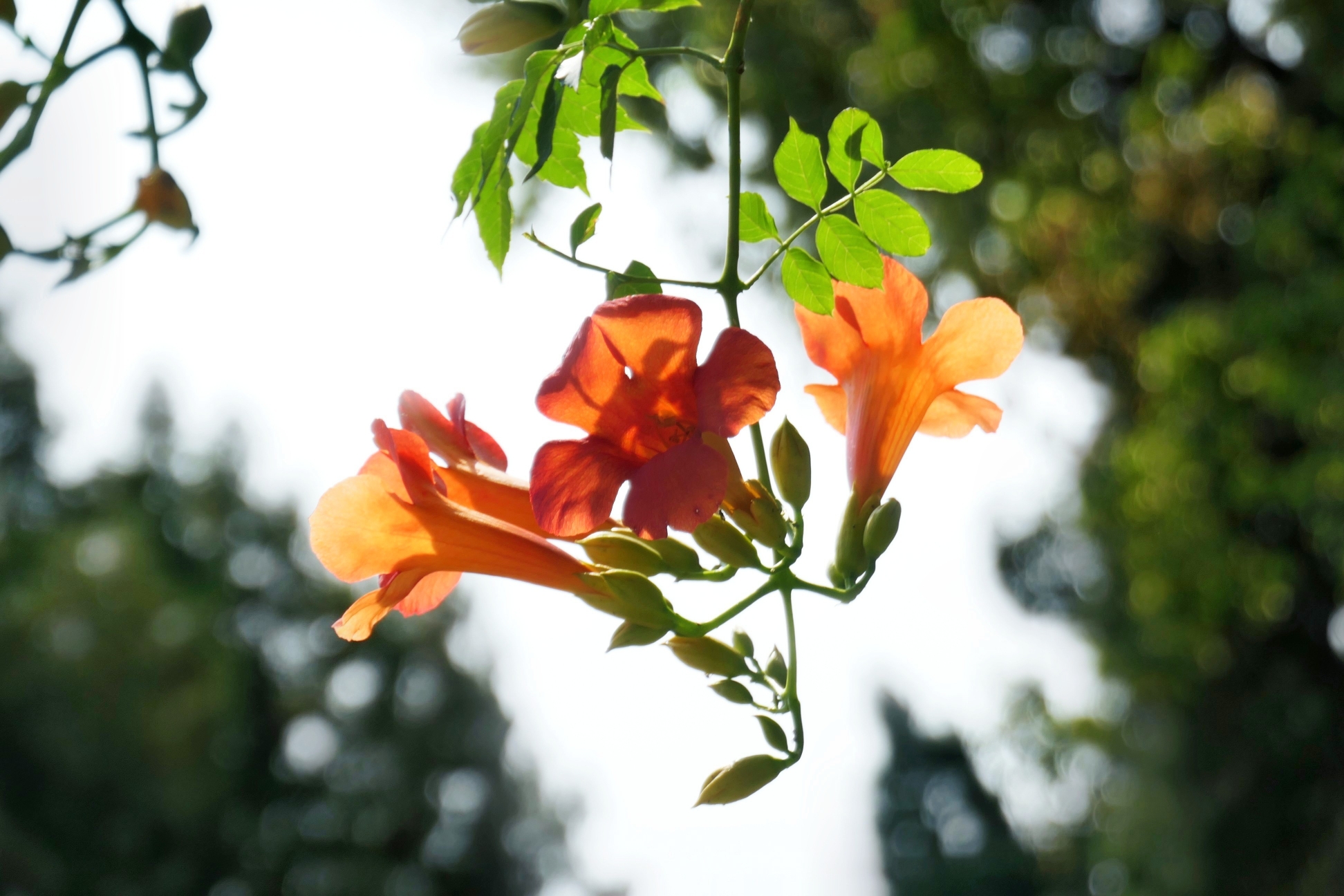 六月凌霄花开