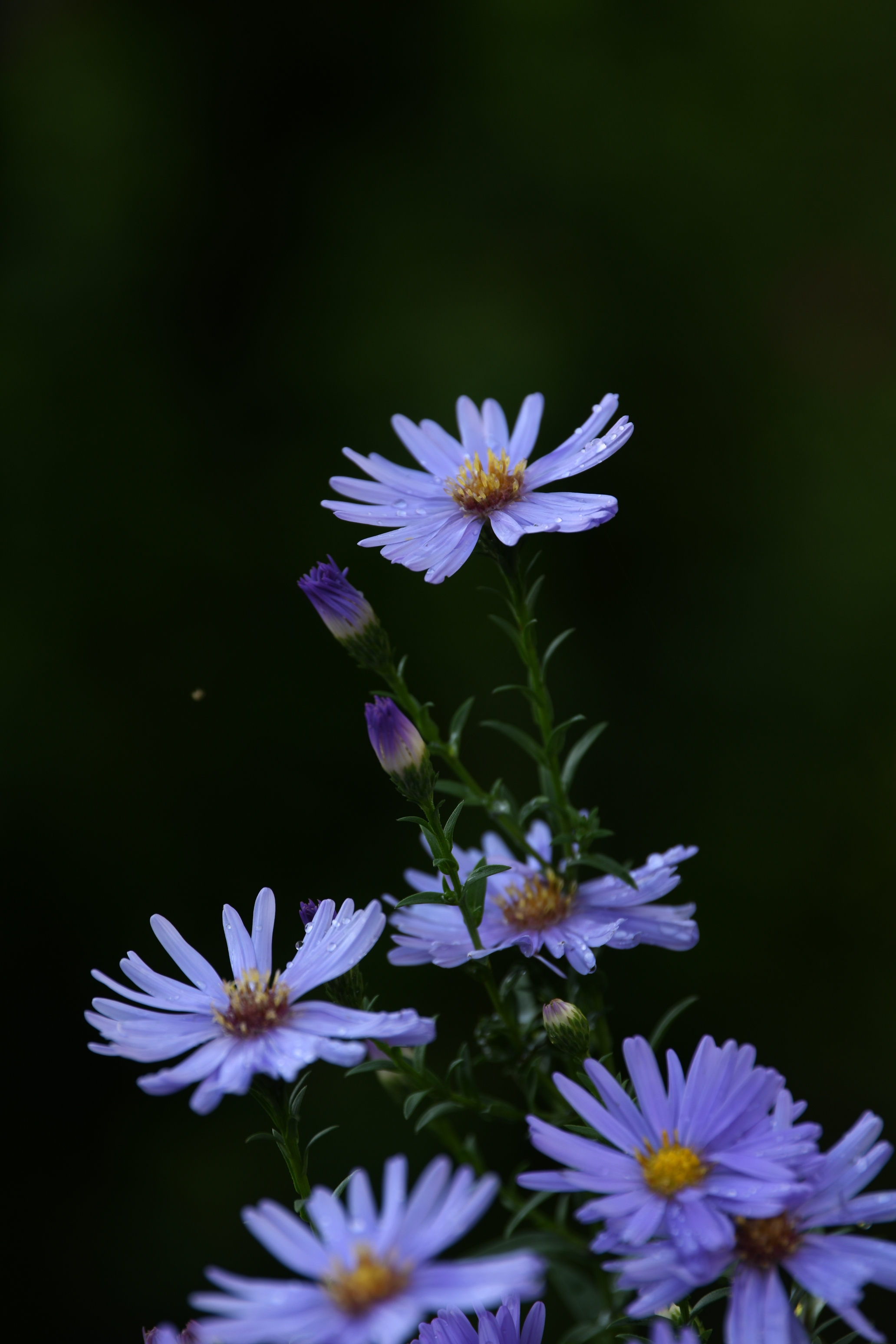 紫菀花