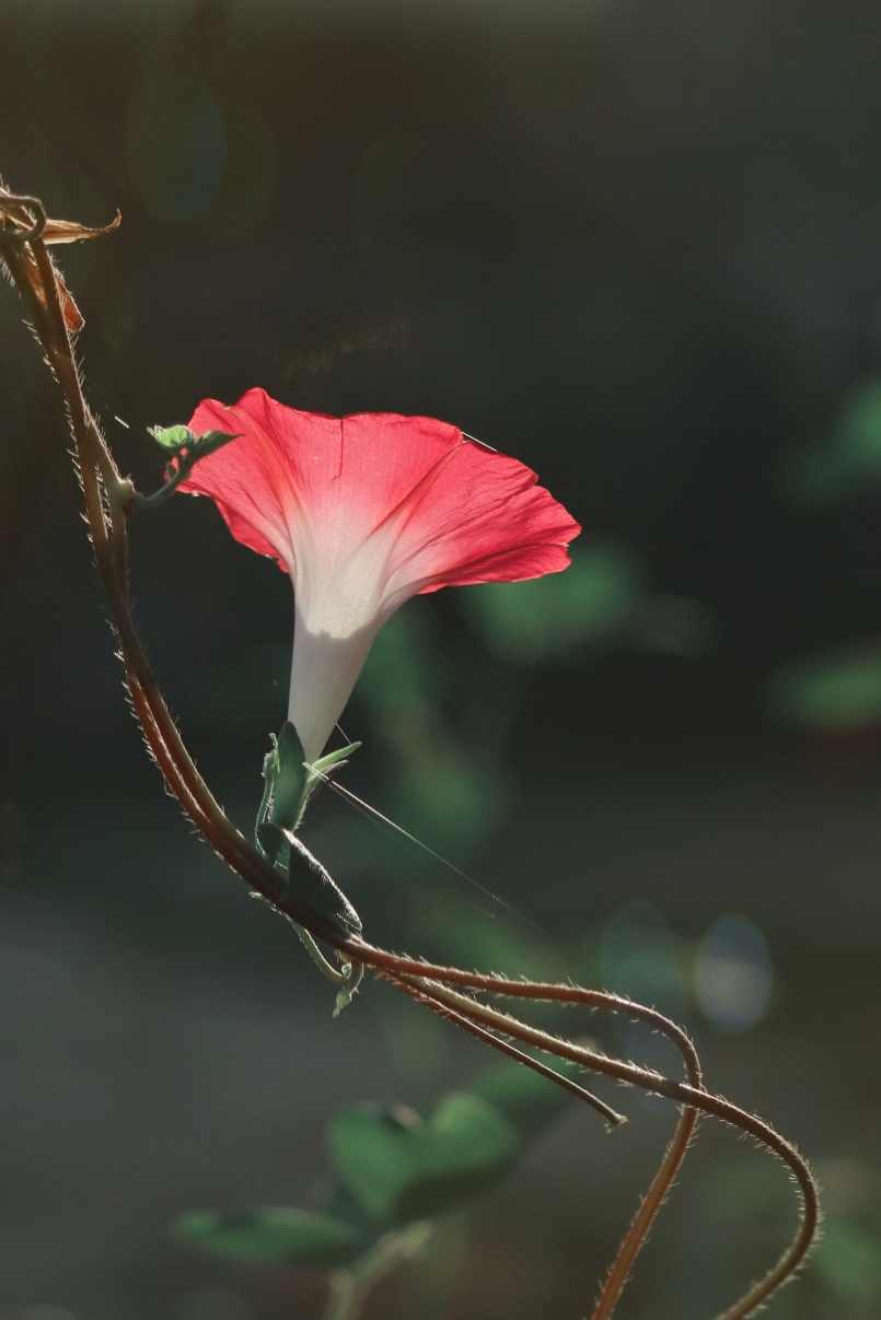 牵心牵魂牵牛花