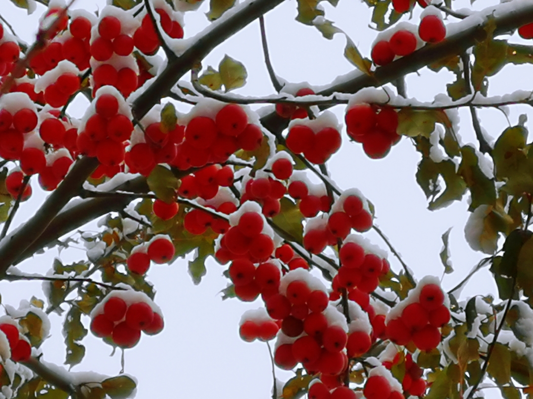 美丽冬红海棠果