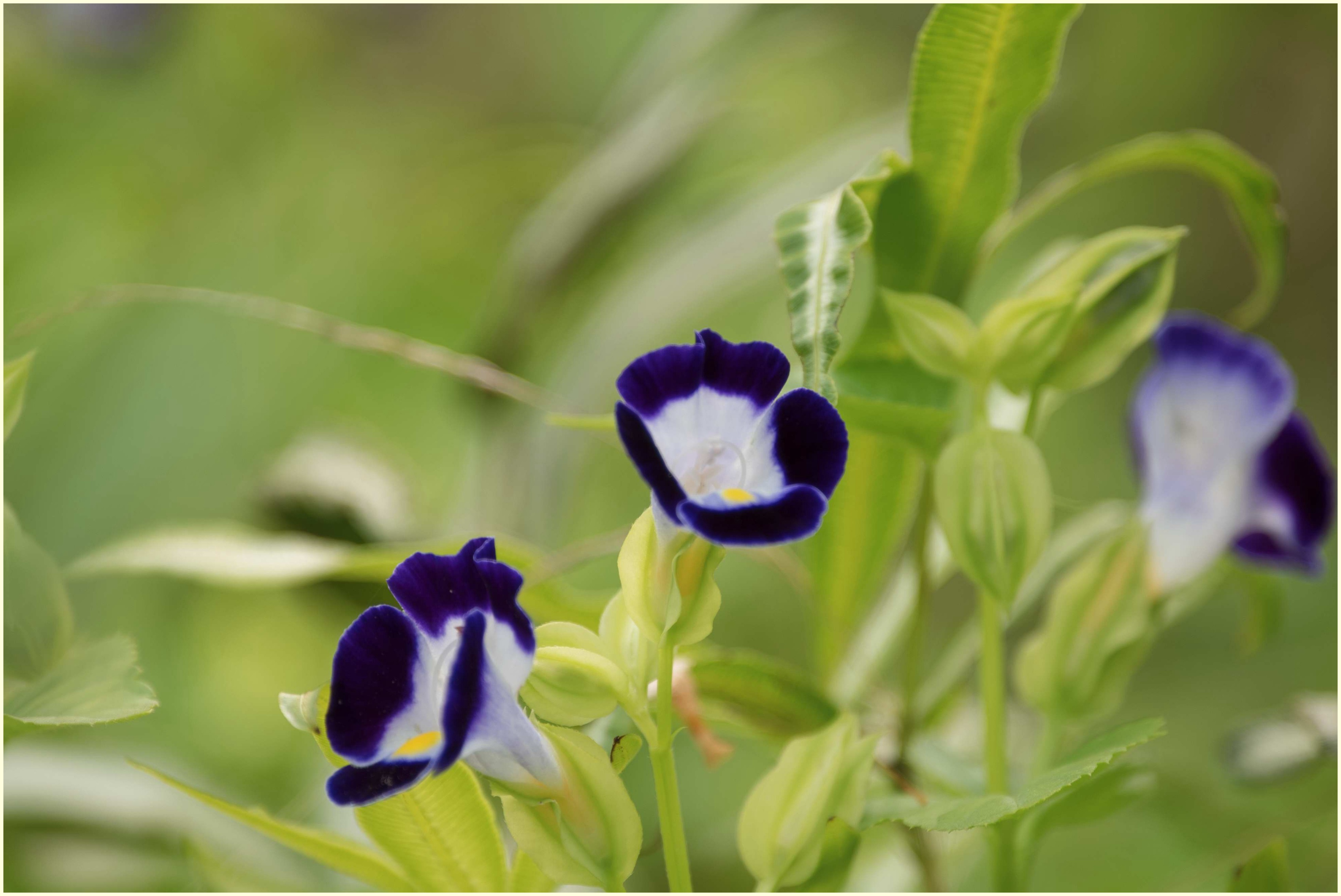 娇俏可爱夏堇花