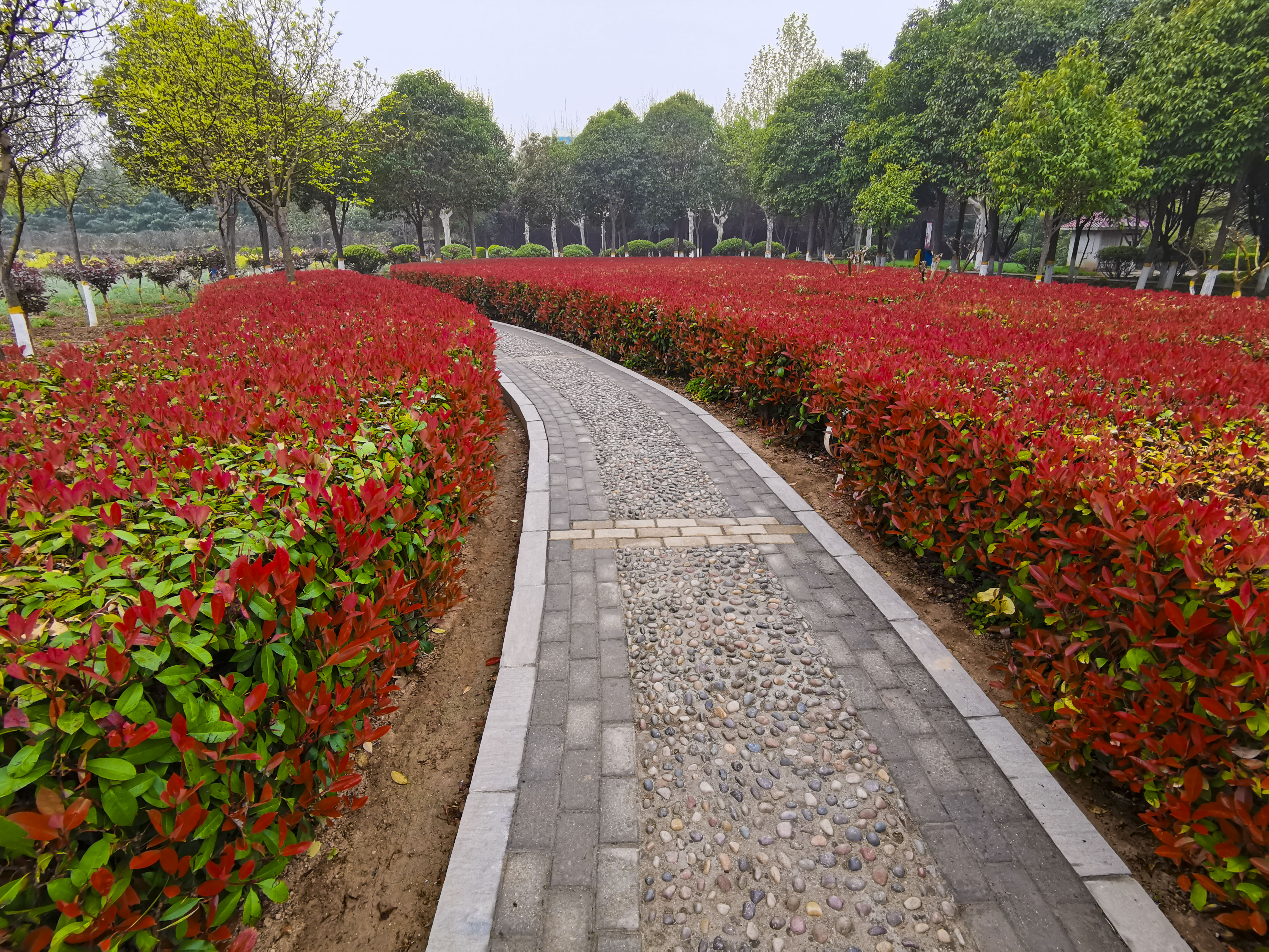 甘棠公園花卉齊放美爆春天