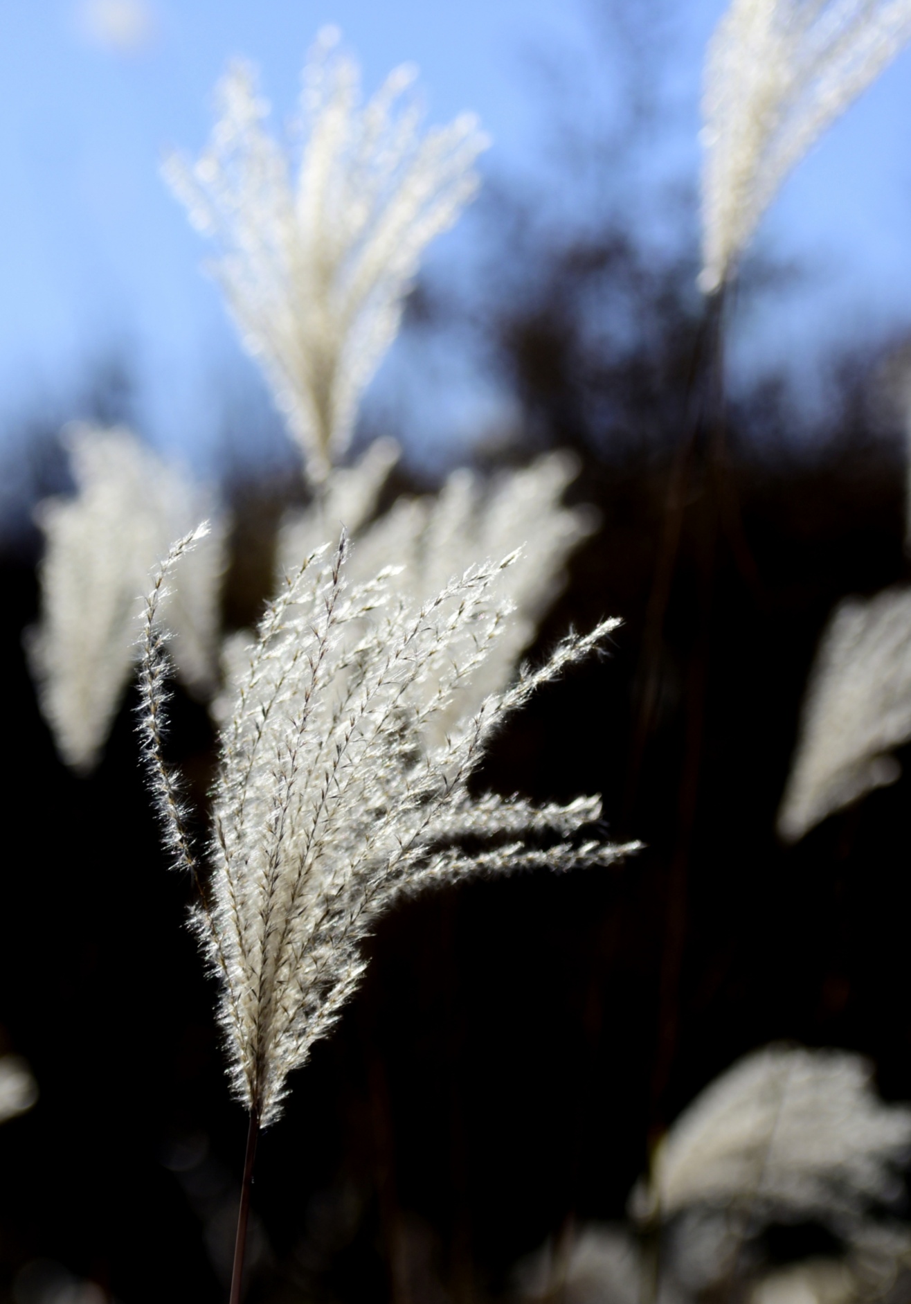 陶然亭的芦花首发
