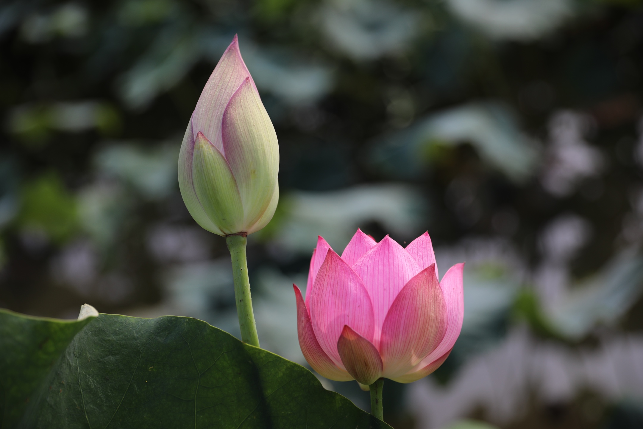 睡莲通常也被叫作莲花,睡莲与荷花是同科不同属的植物.