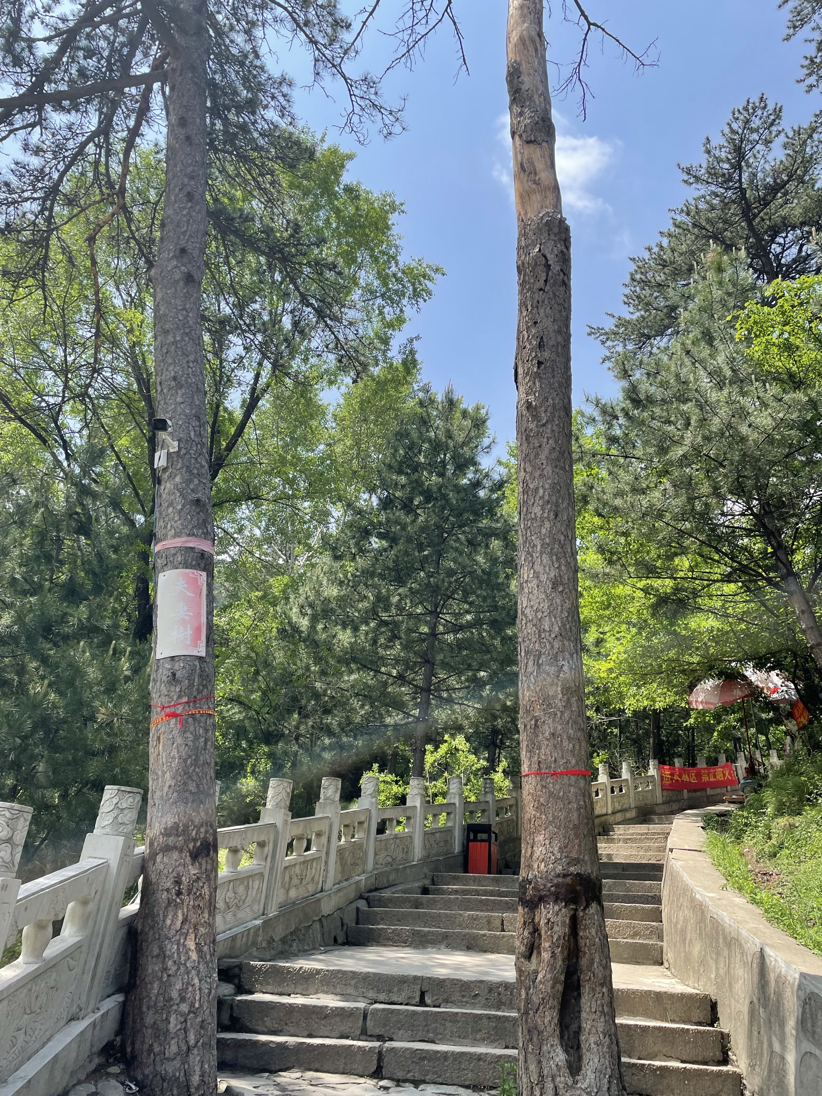 这是夫妻树