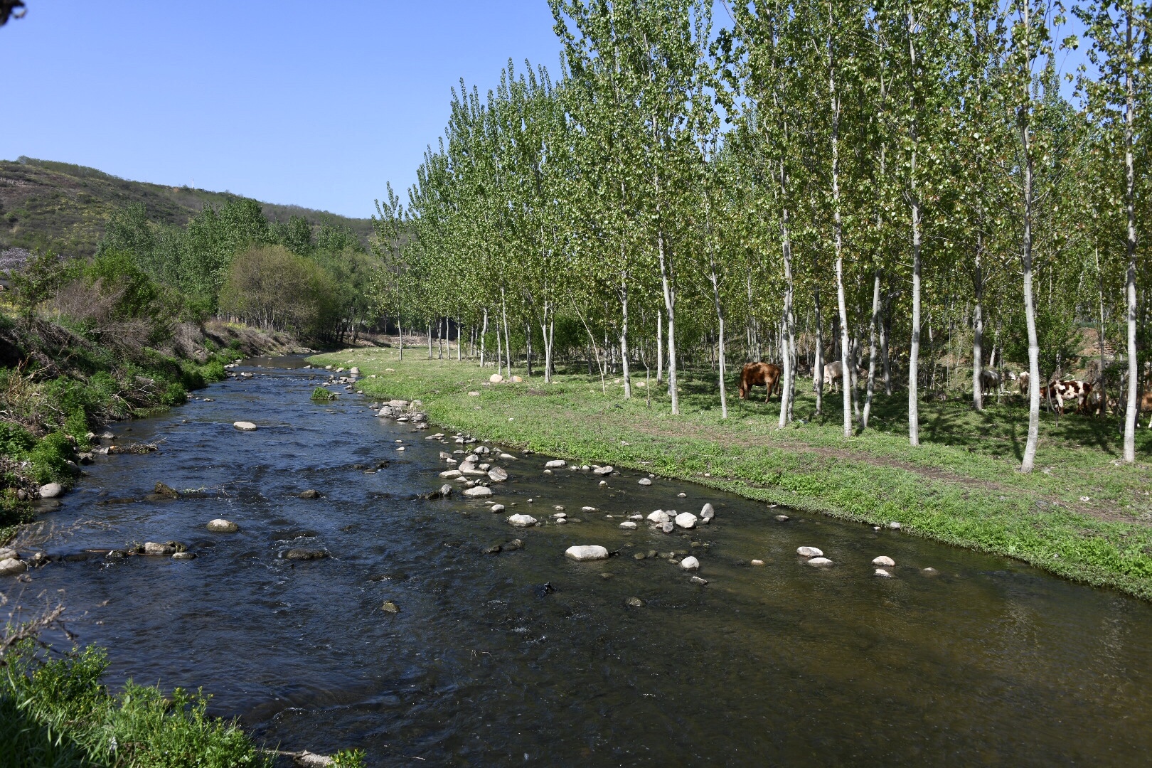 四月春景:义马仙崖公园漫山遍野黄刺梅,赏景留影正当时.