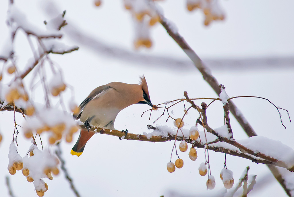 130121一组太平鸟.