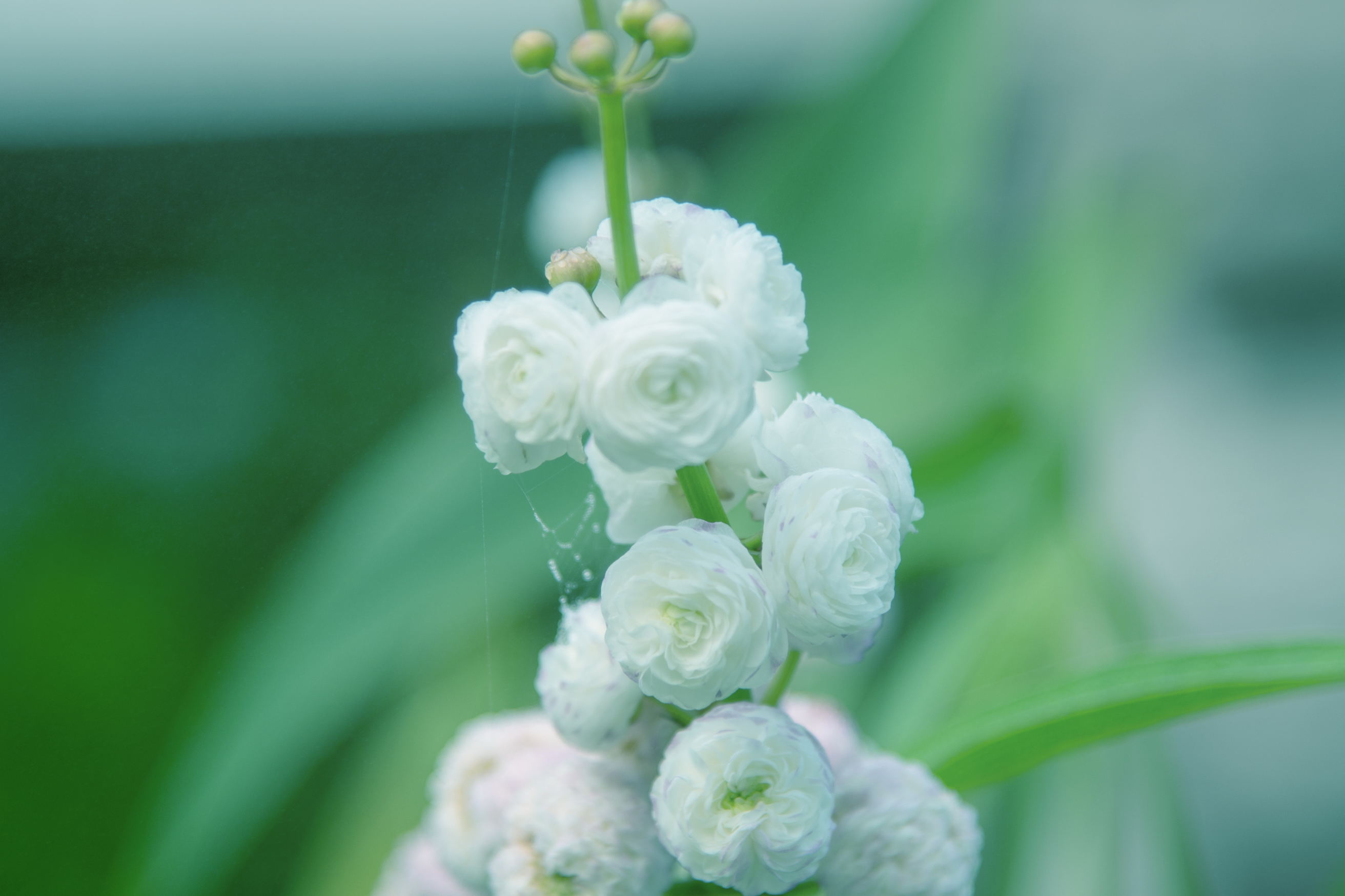 洁白如雪重瓣慈姑花(首发)