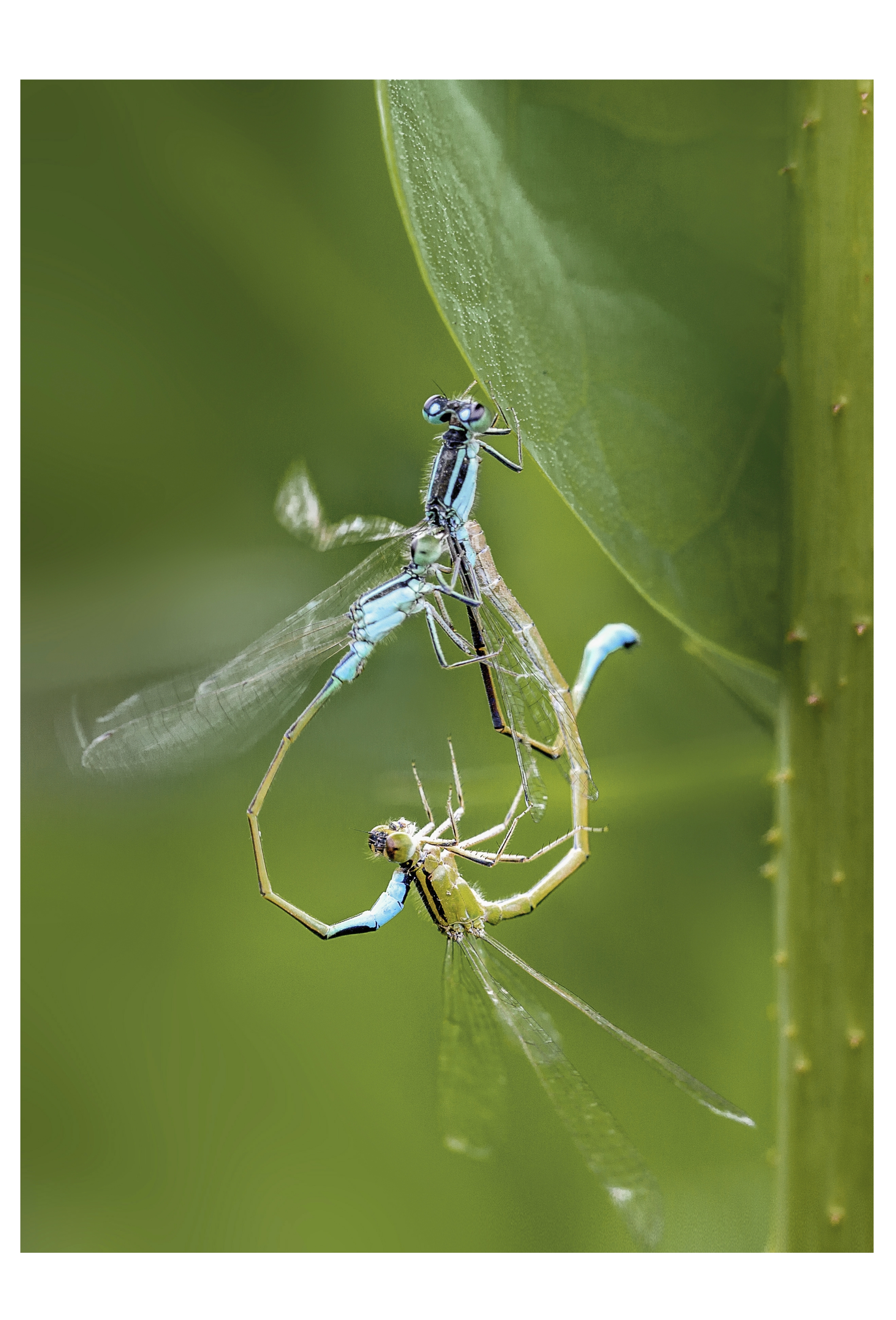 洞房花烛之豆娘