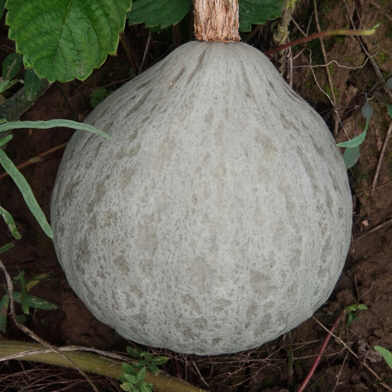 常言说:水葫芦旱瓜.