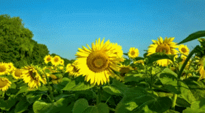 300_165gif 动态图 动图