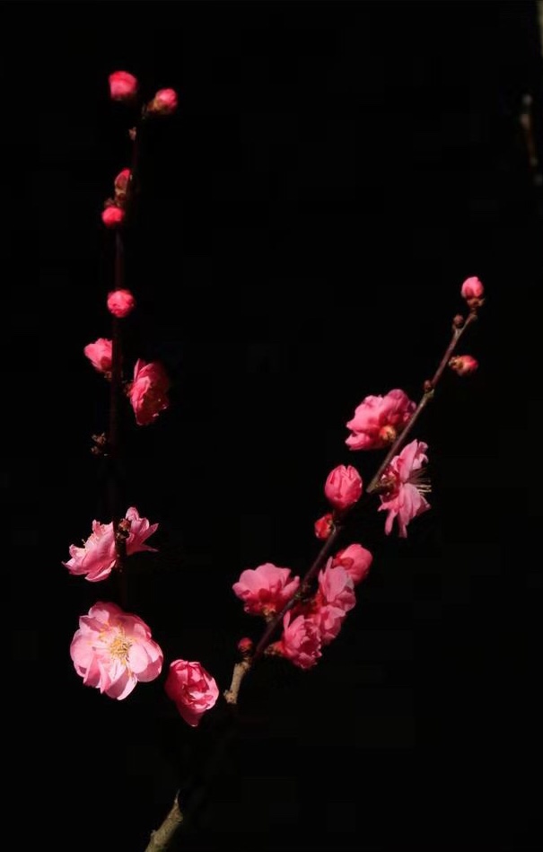 江城梅花引(四首) 文/枯叶秋蝉