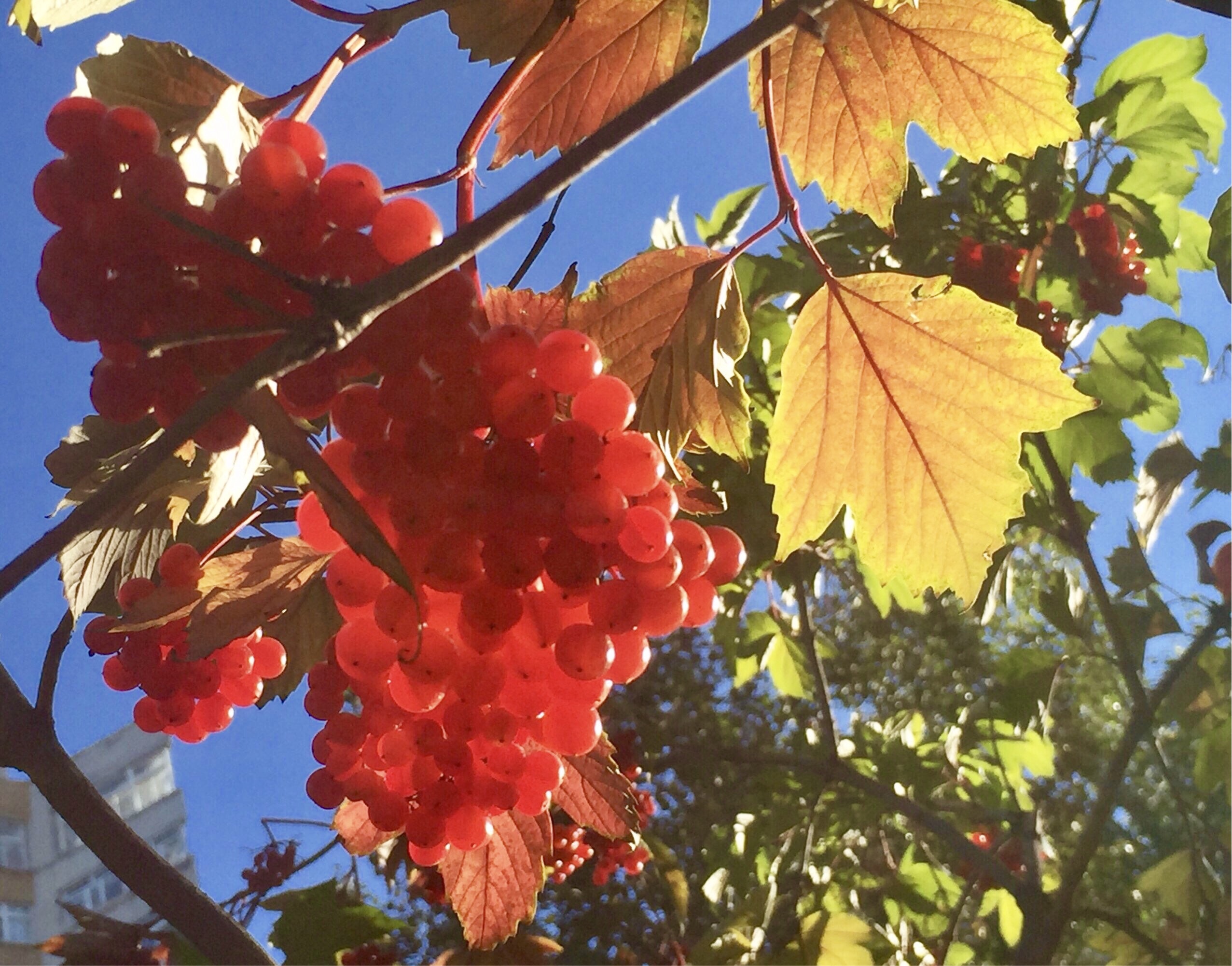 天目琼花的果实图片