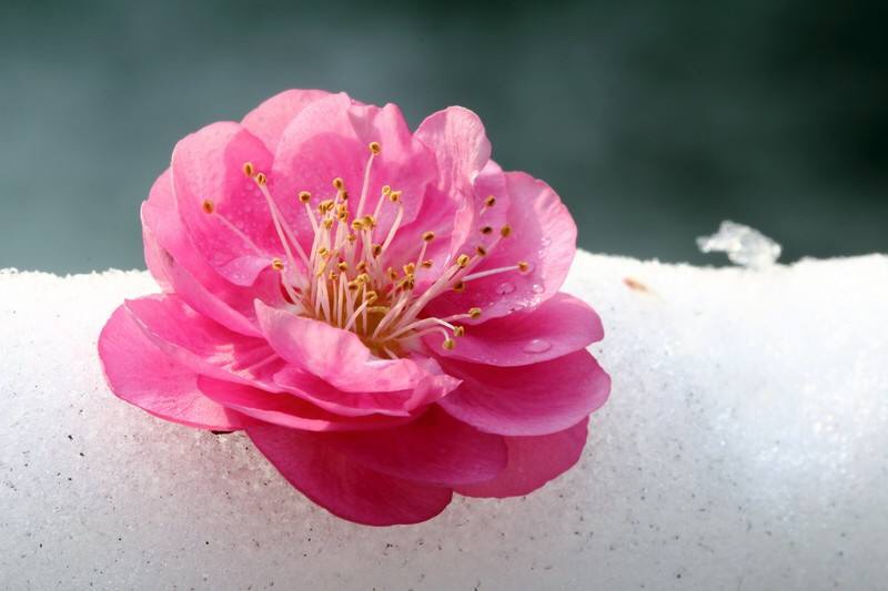 回首西风雪梅弄色冬意浓