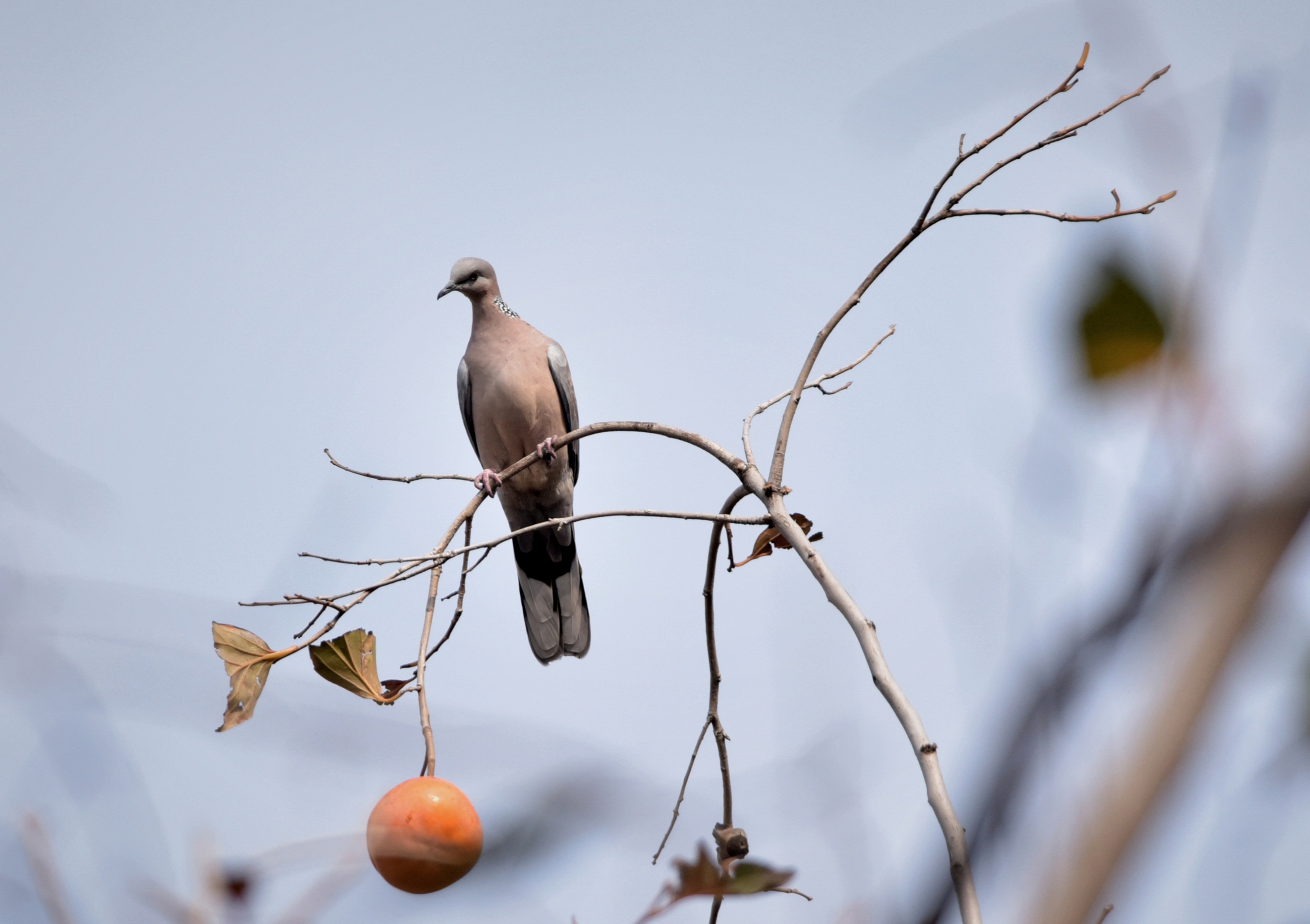喜鹊登枝柿柿如意首发