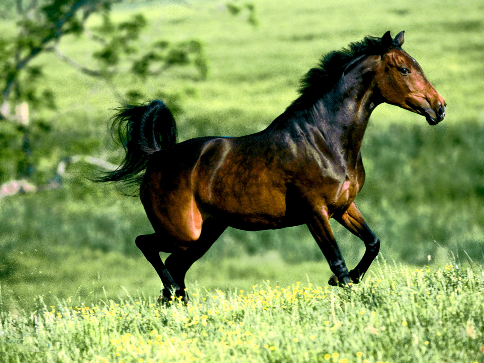 骏马奔驰保边疆