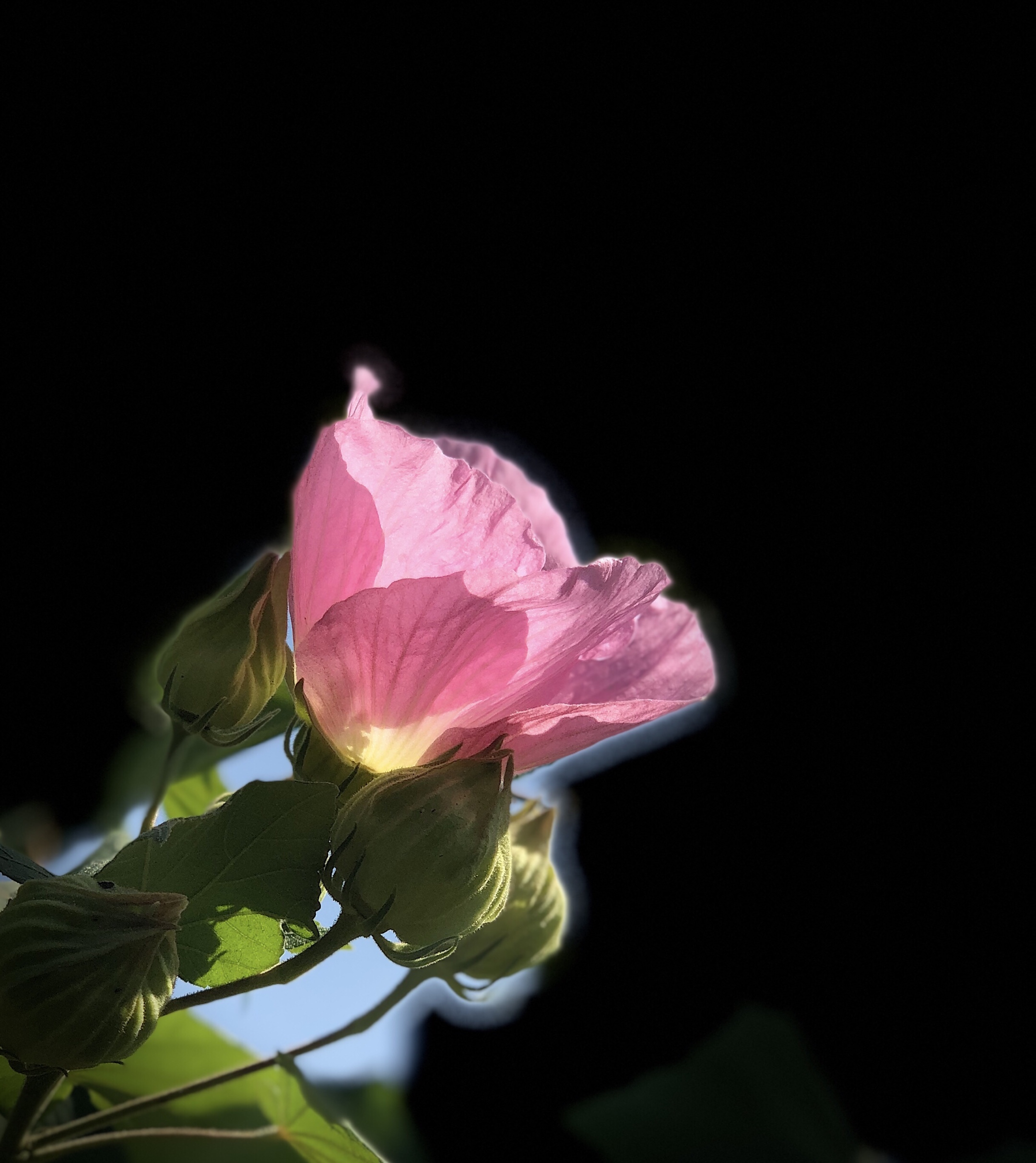 原创首发单瓣芙蓉花