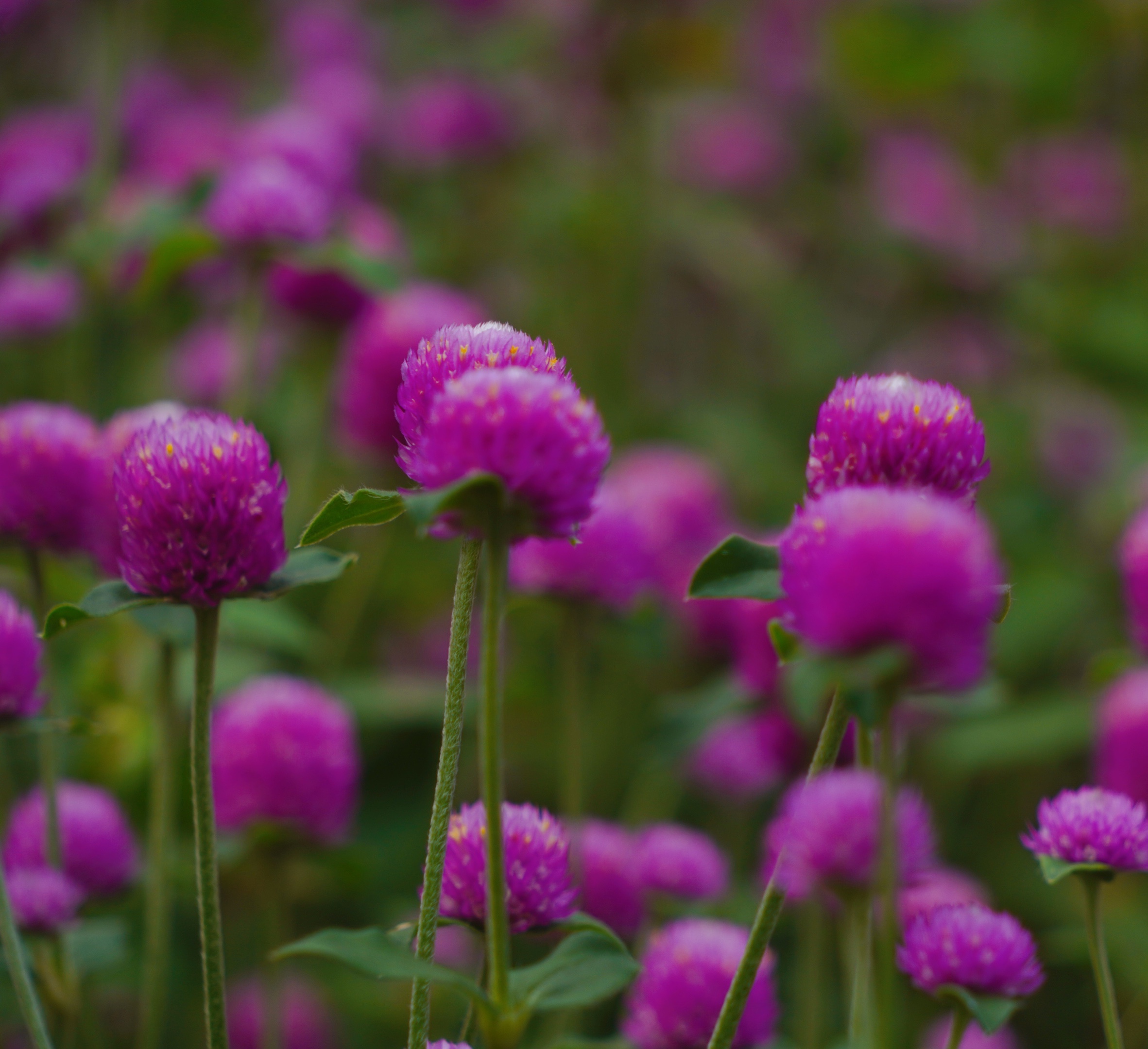 原创首发千日红的友情