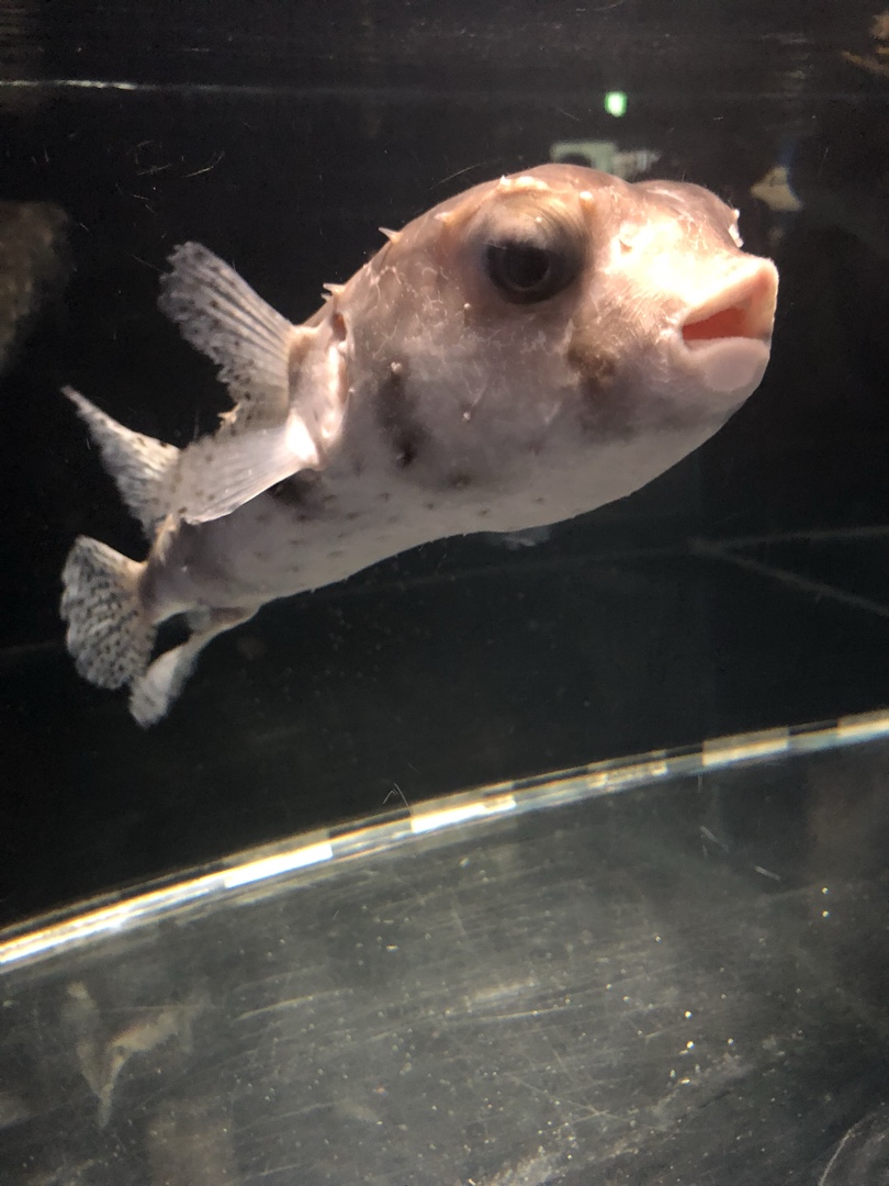 这个大眼厚唇的鱼惊艳到我了