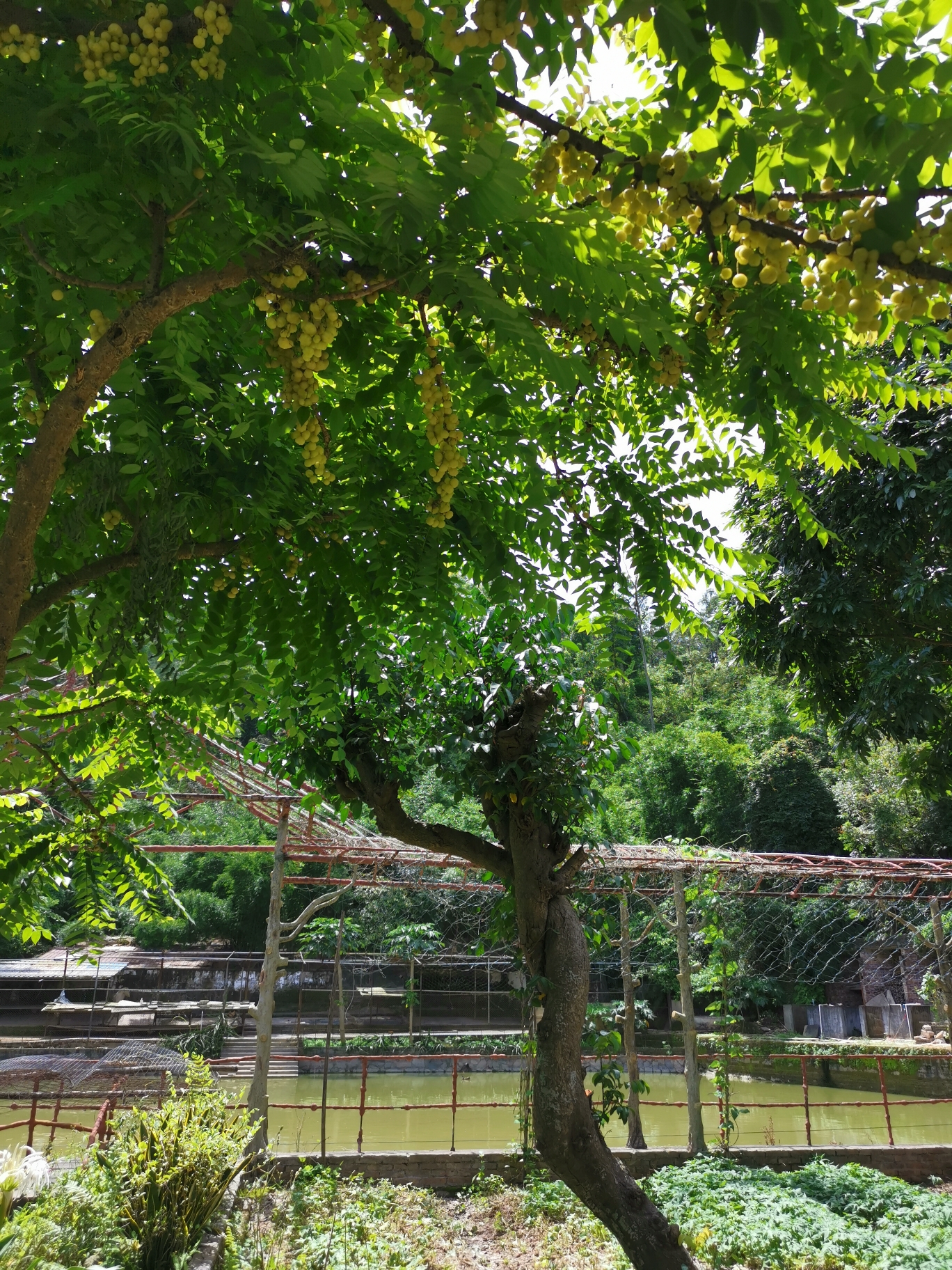 【原创】七绝丨园林风景树余甘子