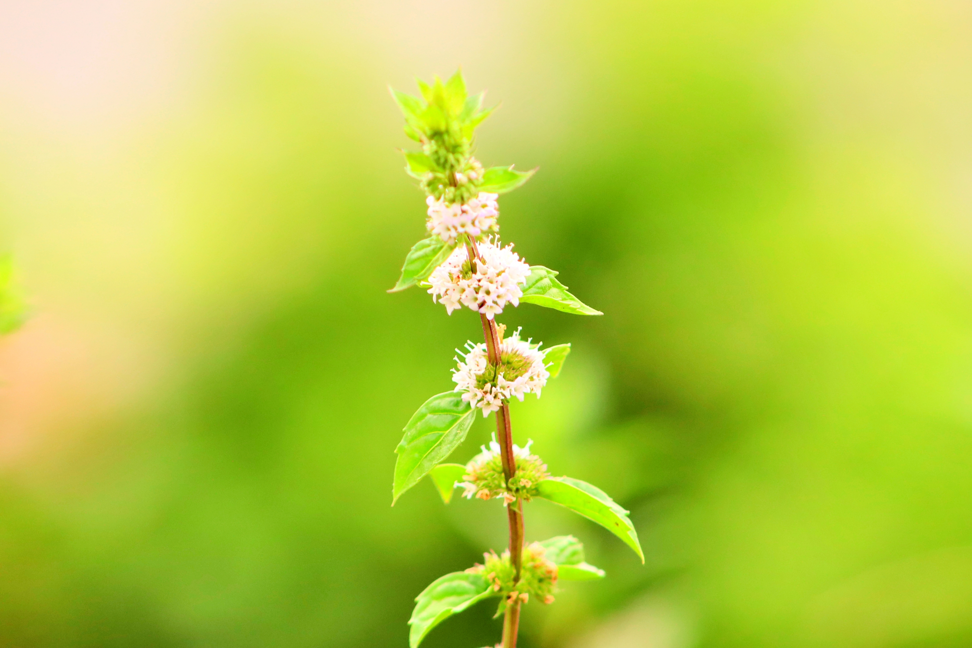 八月始见薄荷花