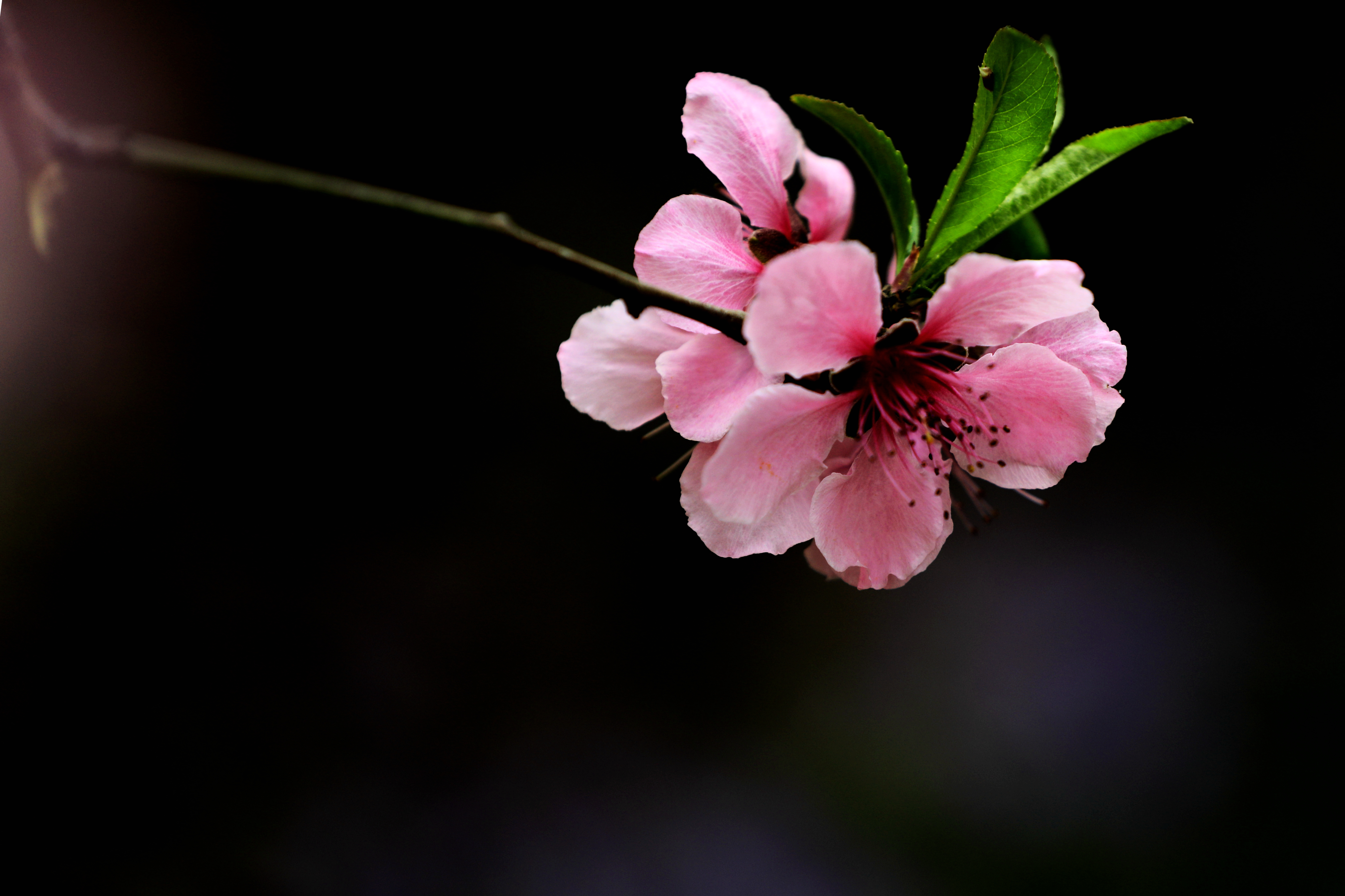 桃花满陌千里红