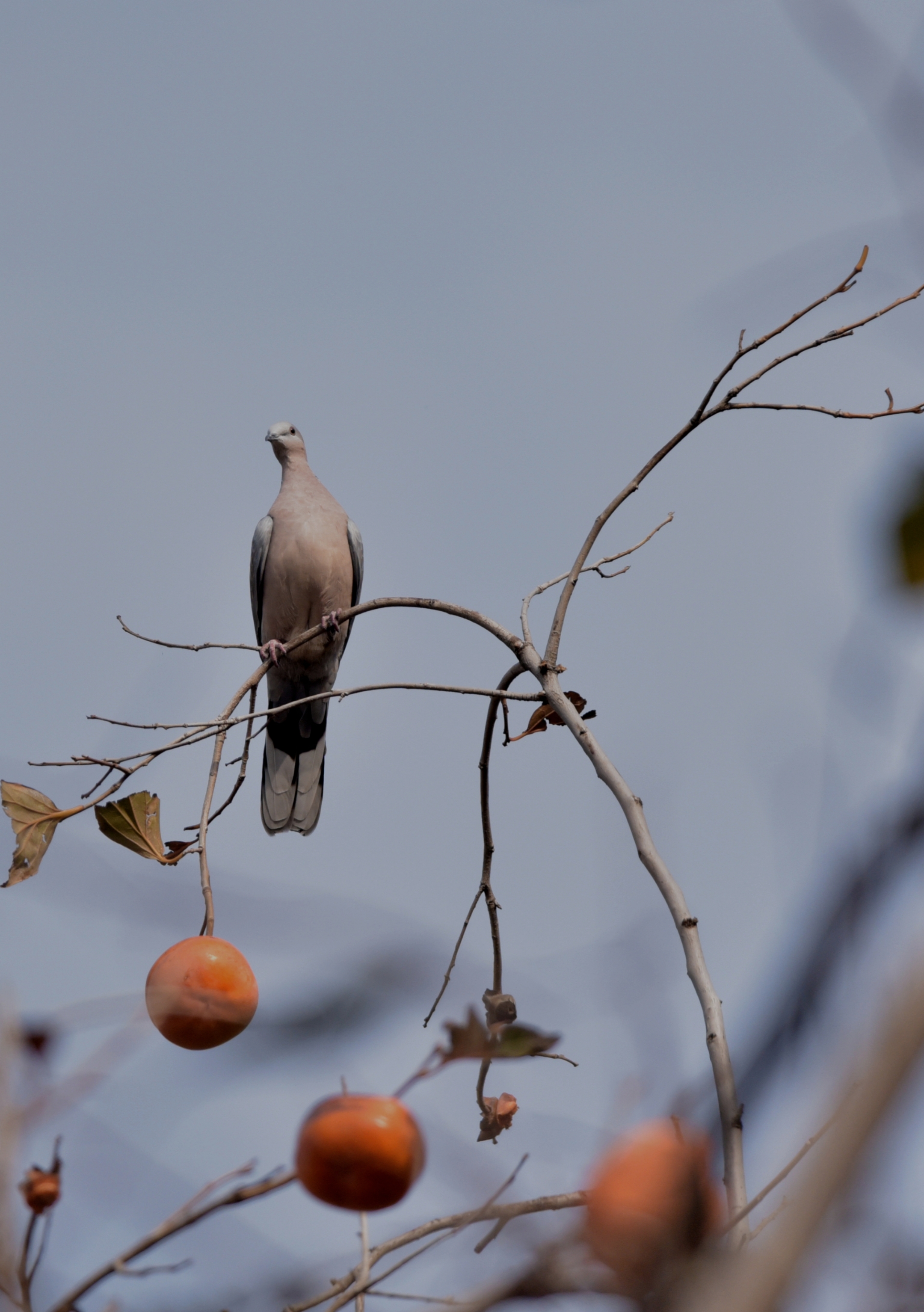 喜鹊登枝柿柿如意首发