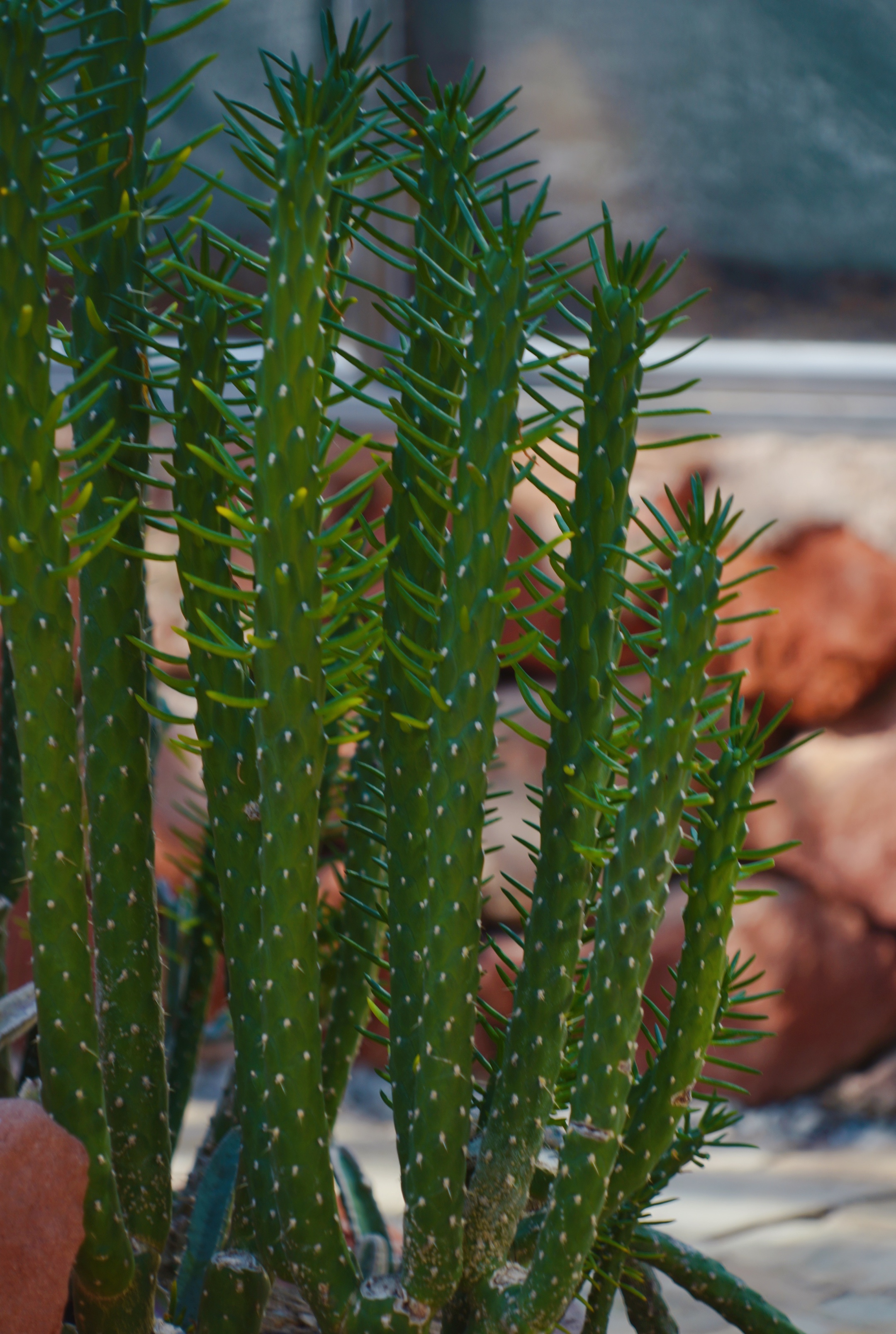 【原创首发】沙漠植物