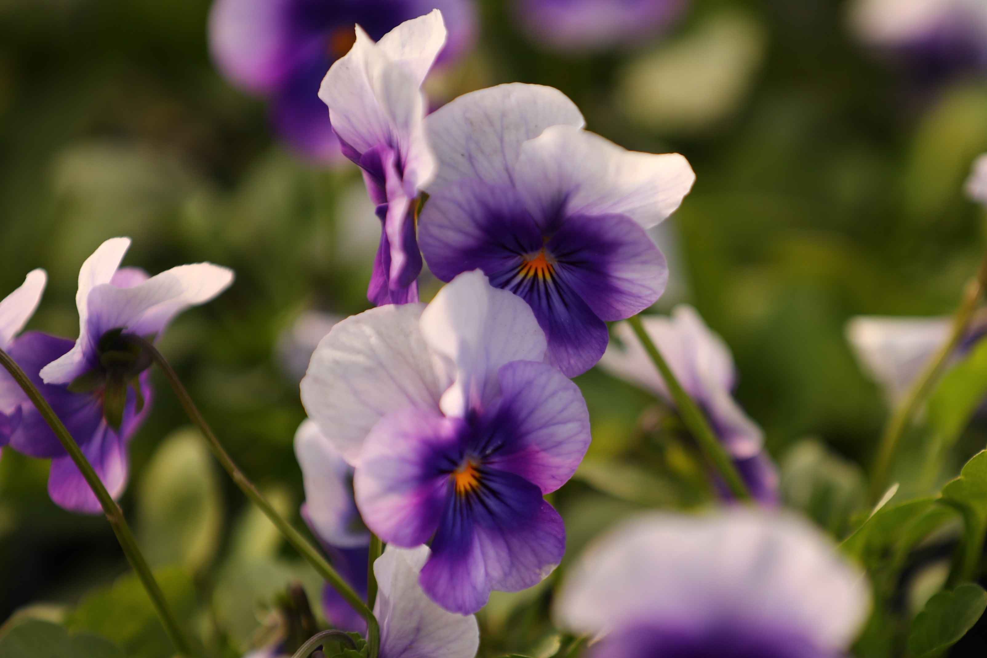 冬季耐寒的角堇花原创首发