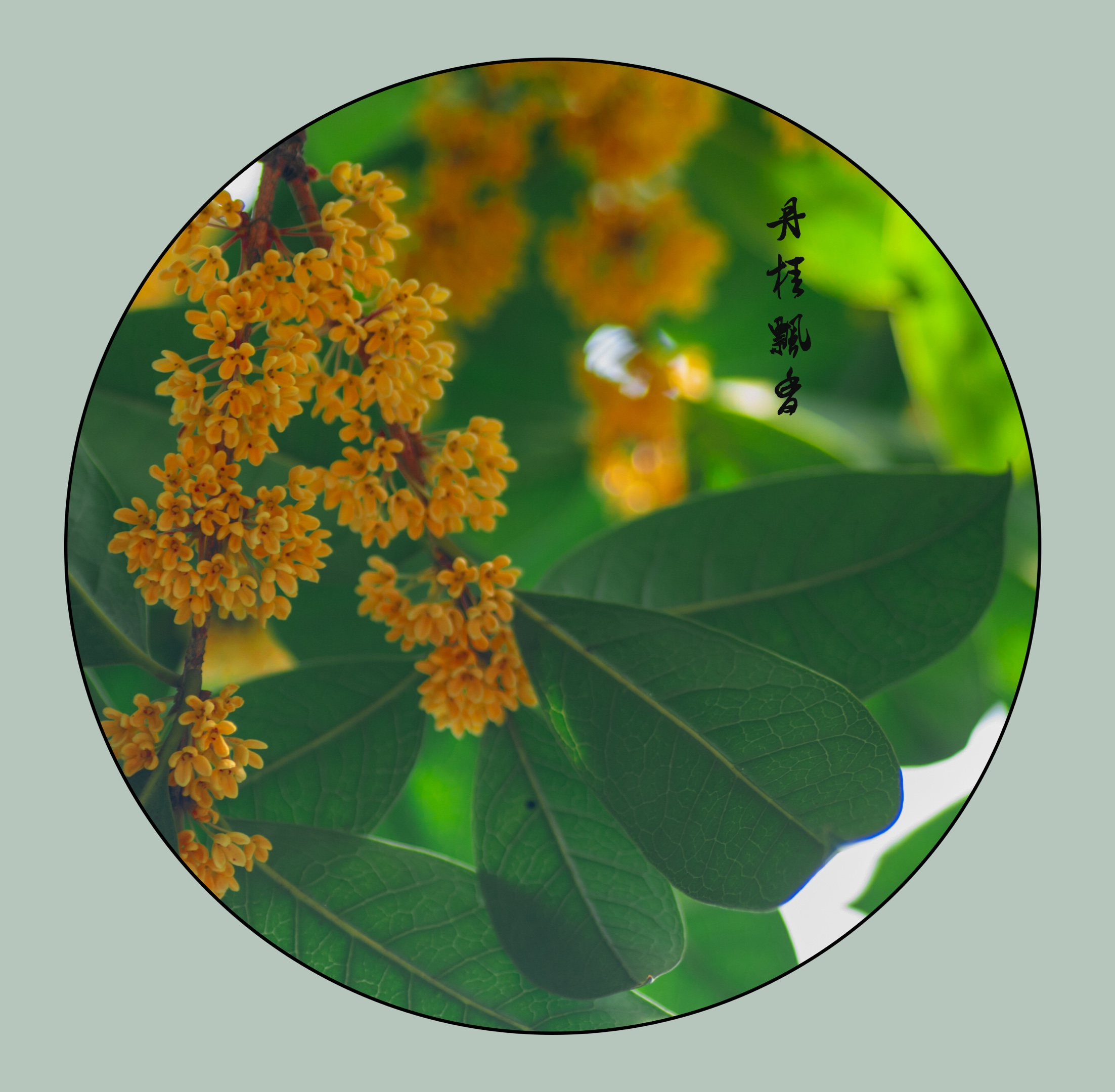 月圆桂花香千里人团圆首发