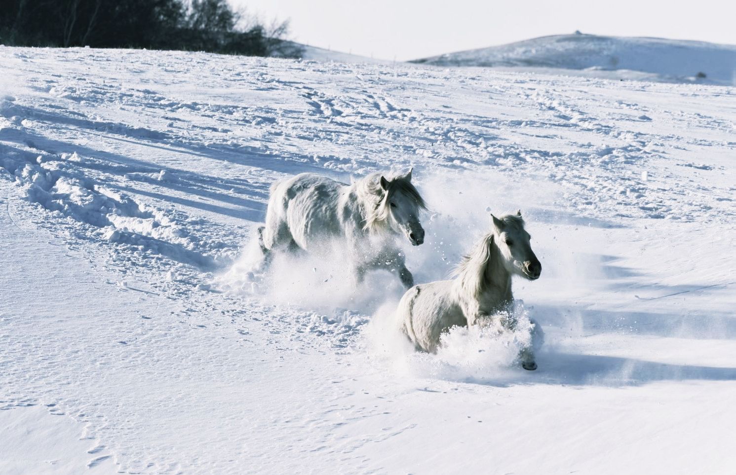 雪地骏马