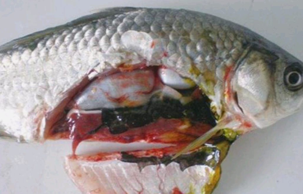 鱼类肠炎病是水产养殖中危害较为严重的疾病,防治关键点在这里