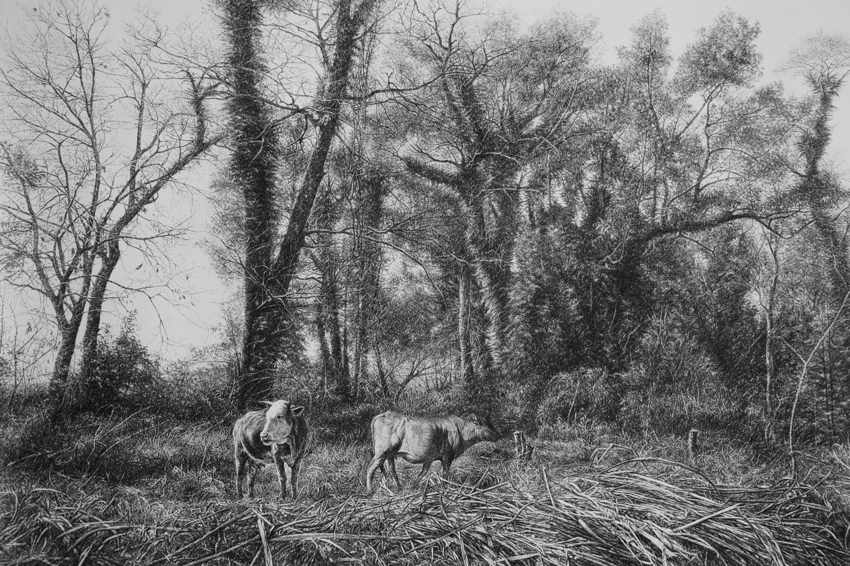 2020-新钢笔画学习(1)中国钢笔画联盟李渝基新钢笔画艺术工作室新钢笔