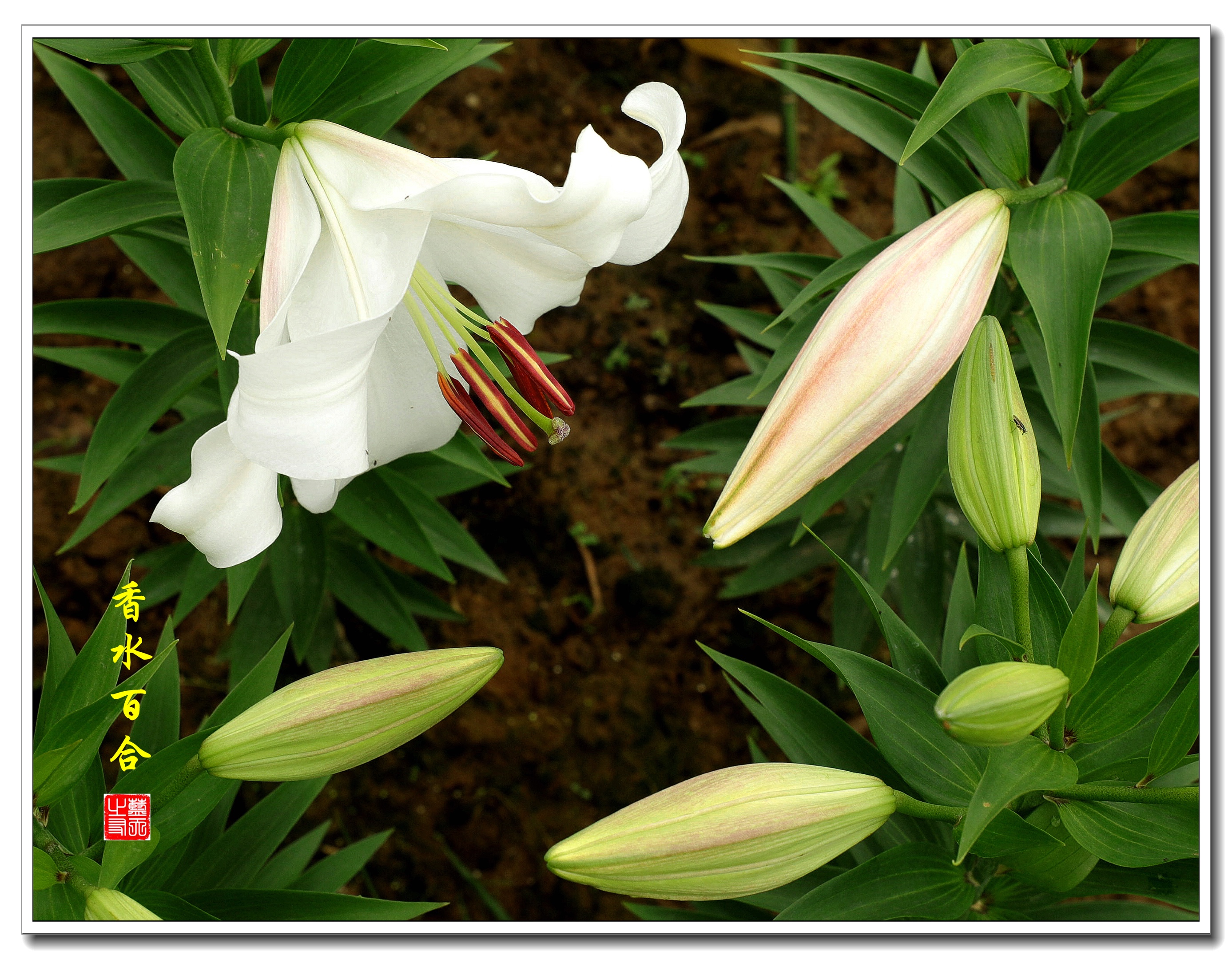 【首发】百合绽放绿丛中