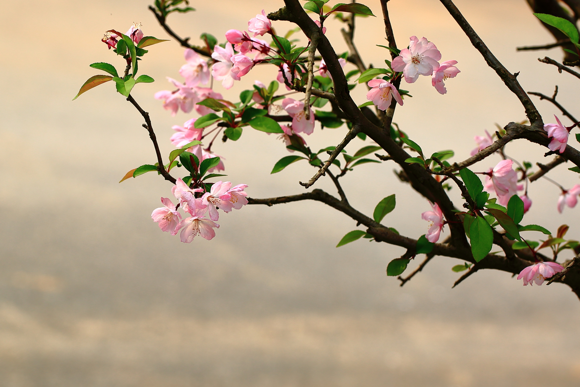 摄影随笔:春海棠的样子